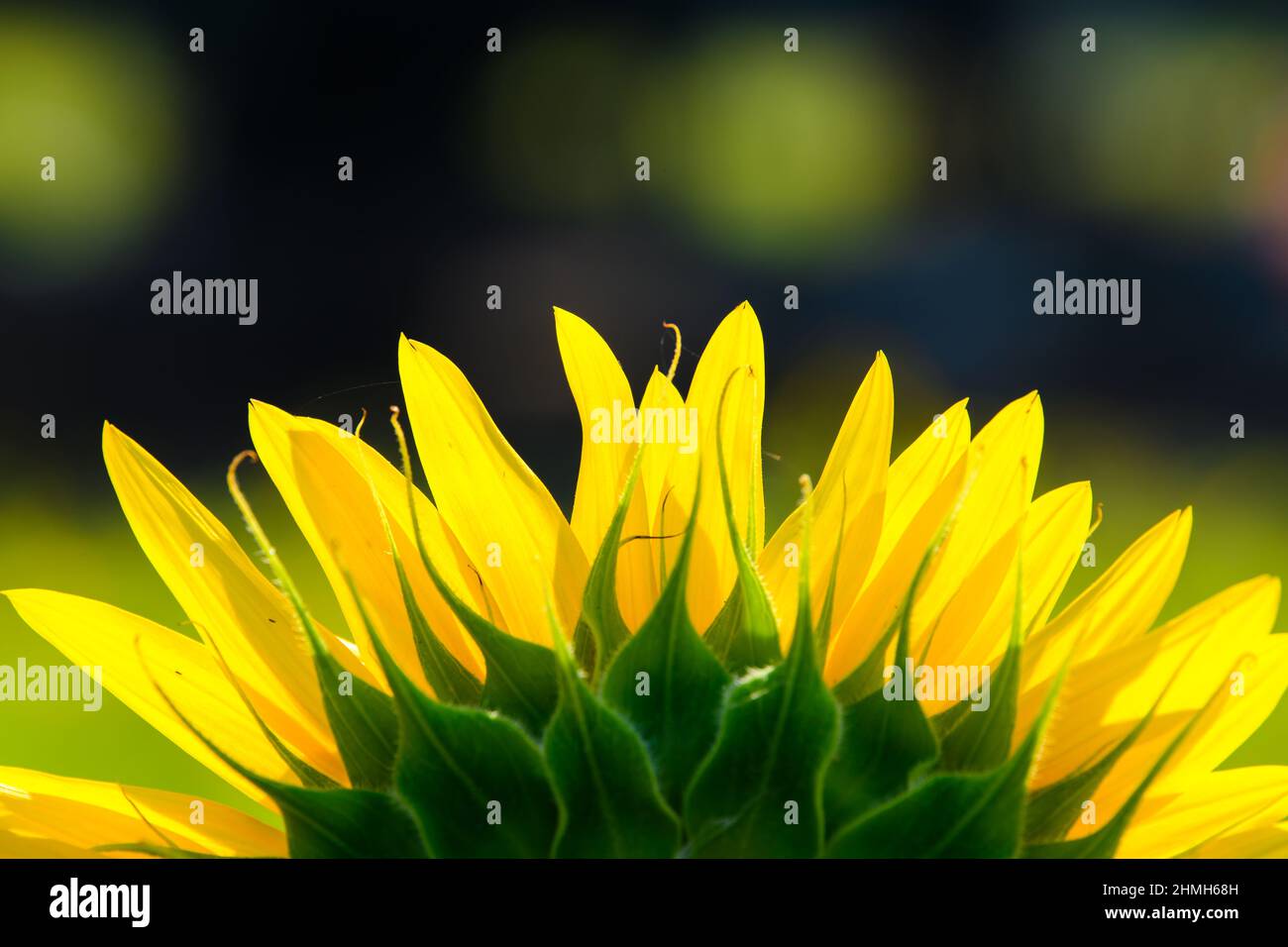 Sonnenblumen blühen im Frühling im Garten. Sonnenblumenkernöl wird verwendet, um die Gesundheit der Haut und die Verjüngung zu verbessern. Stockfoto