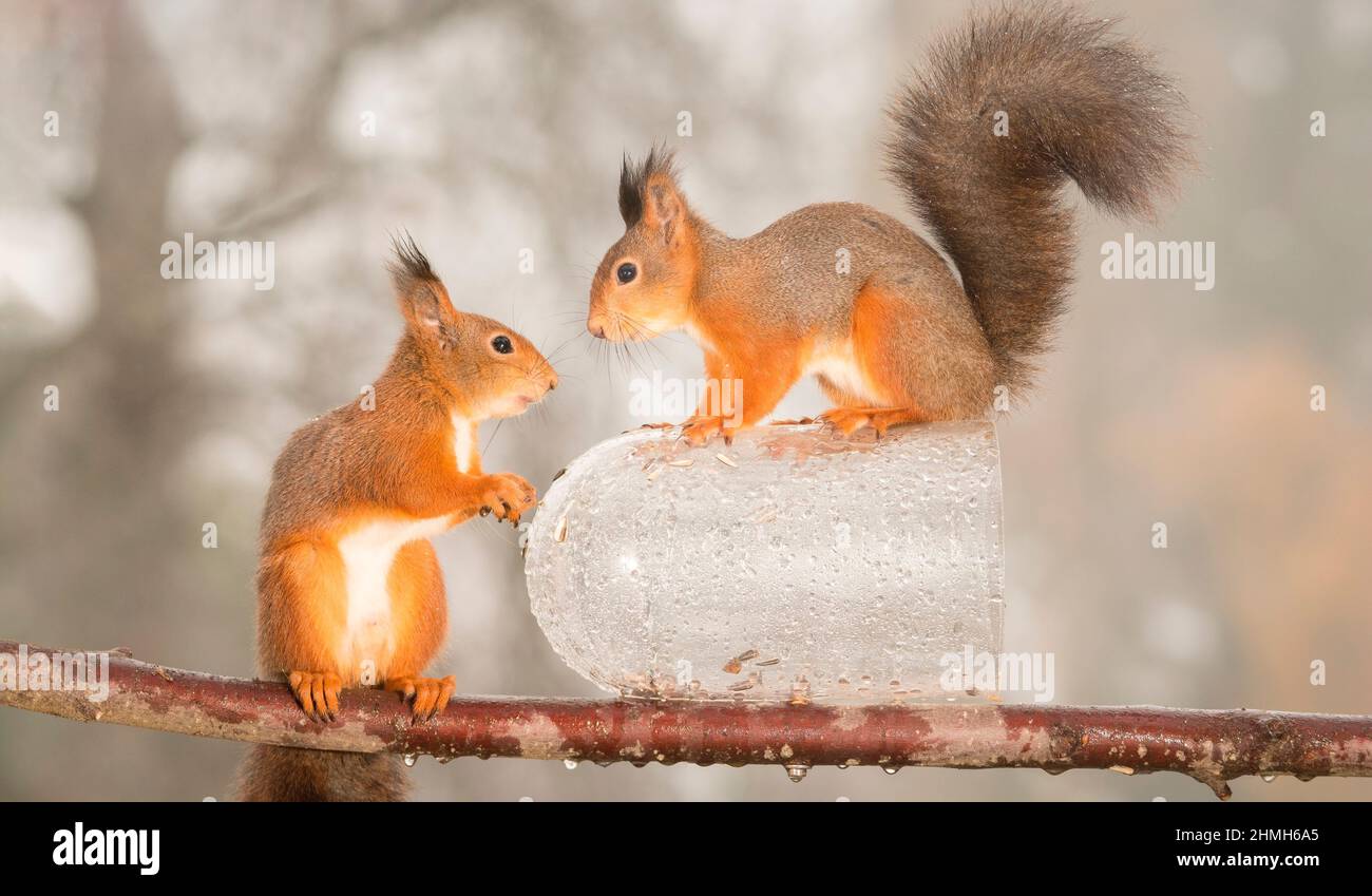 Eichhörnchen auf Zweig mit nassen Flasche stehend Stockfoto