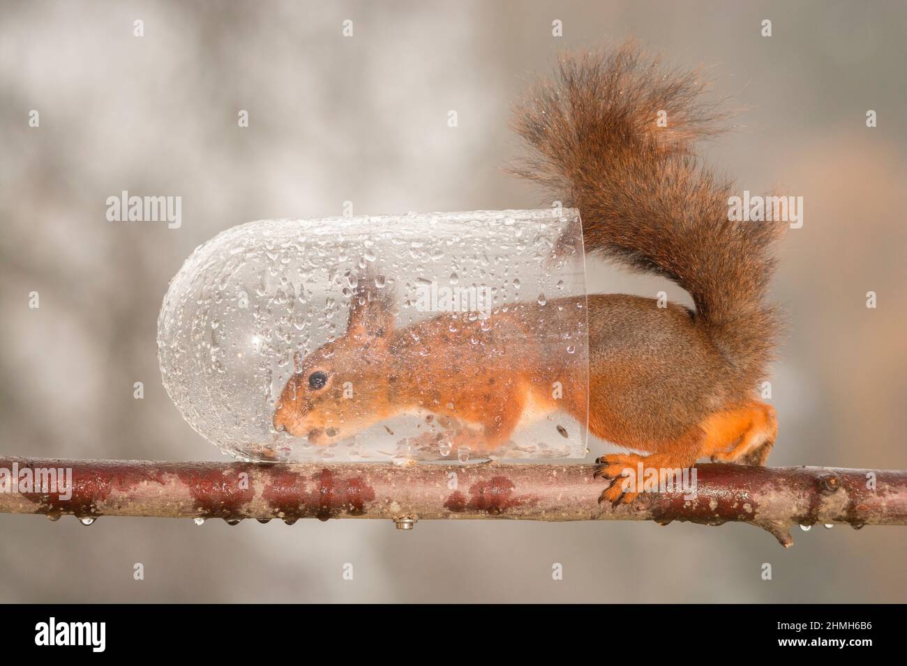 Eichhörnchen auf Niederlassung in nassen Flasche stehend Stockfoto
