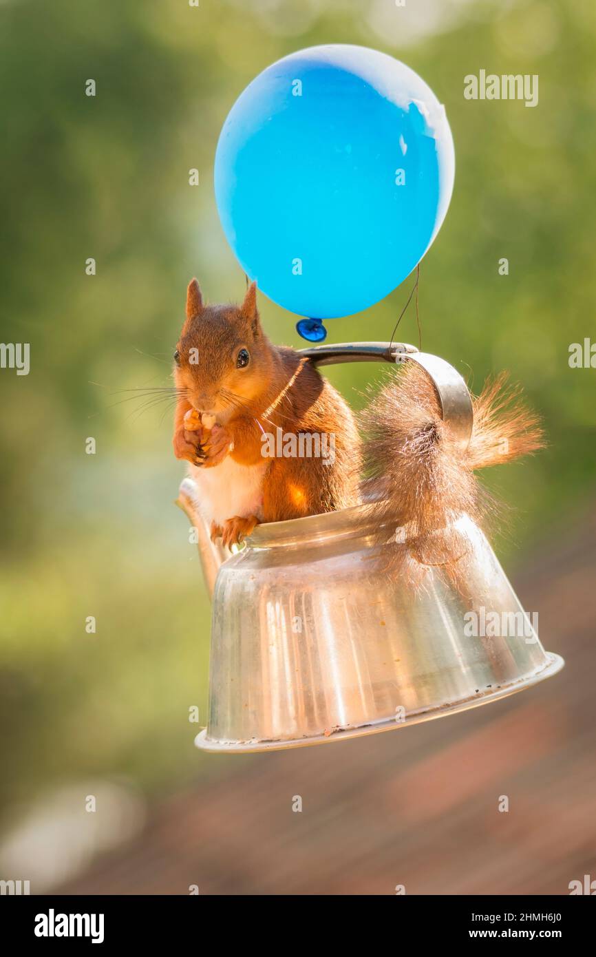 Weibliches rotes Eichhörnchen, das in einer Teekane sitzt und in der Luft mit einem blauen Ballon schwebt Stockfoto
