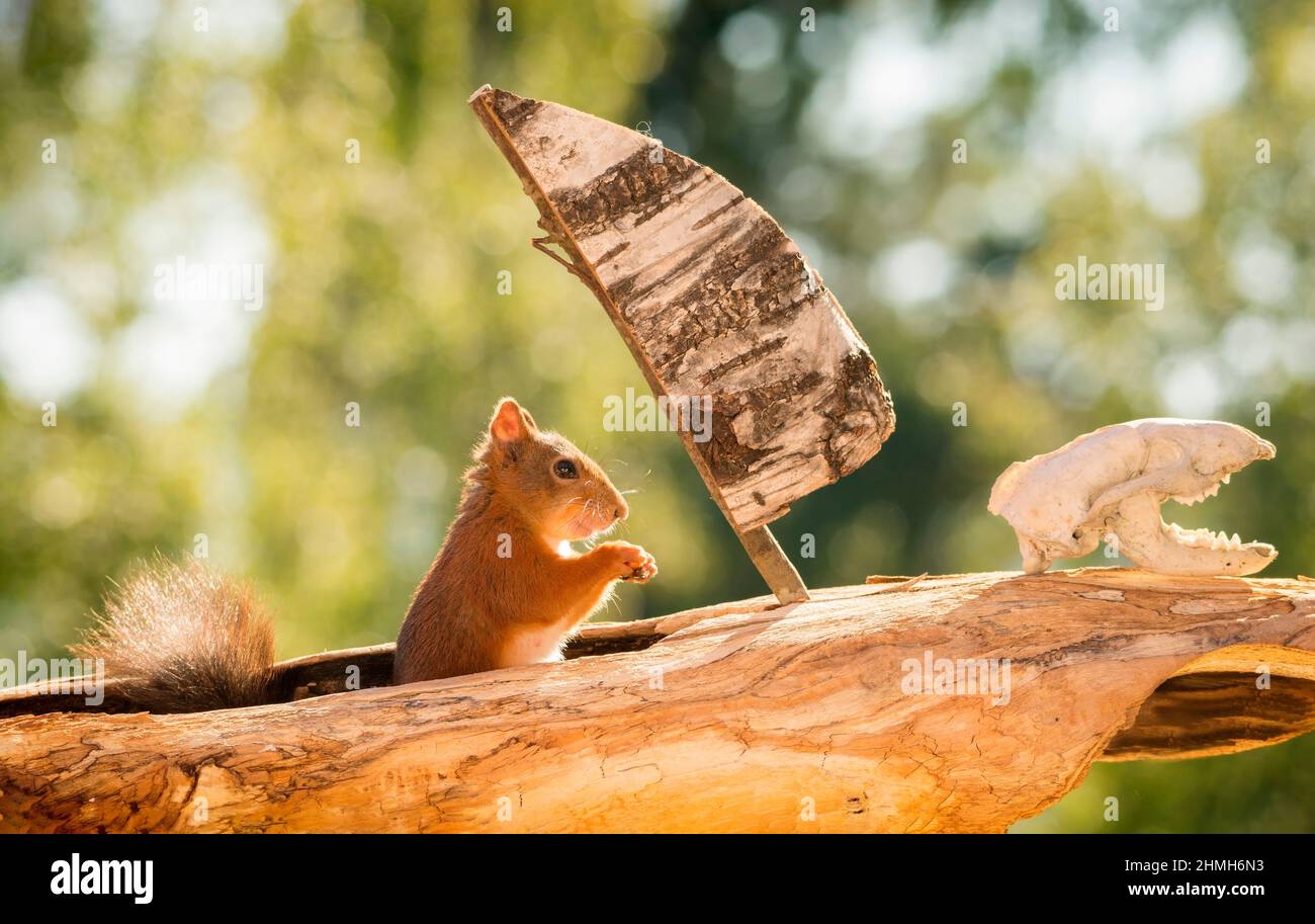 Nahaufnahme eines weiblichen roten Eichhörnchens im Baumstamm mit einem Skelett-Tierkopf Stockfoto