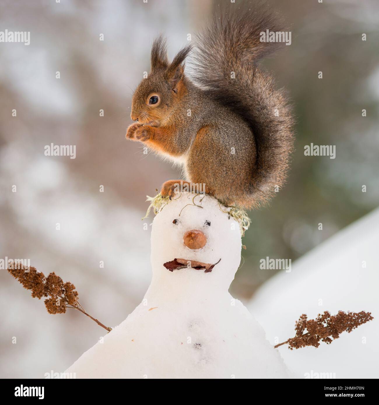 Eichhörnchen stehend auf einem Schneemann Stockfoto