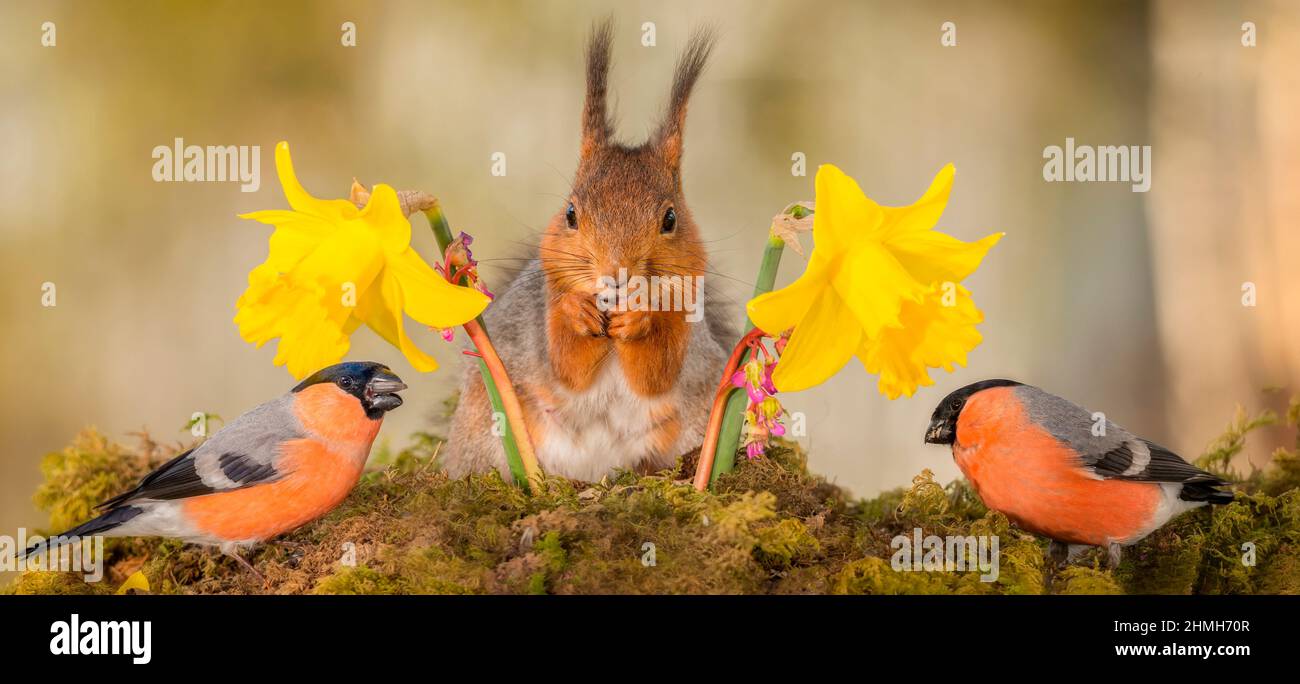 Männliche Gimpel stehen vor Narzissen und blicken einander an, mit Eichhörnchen in der Mitte Stockfoto