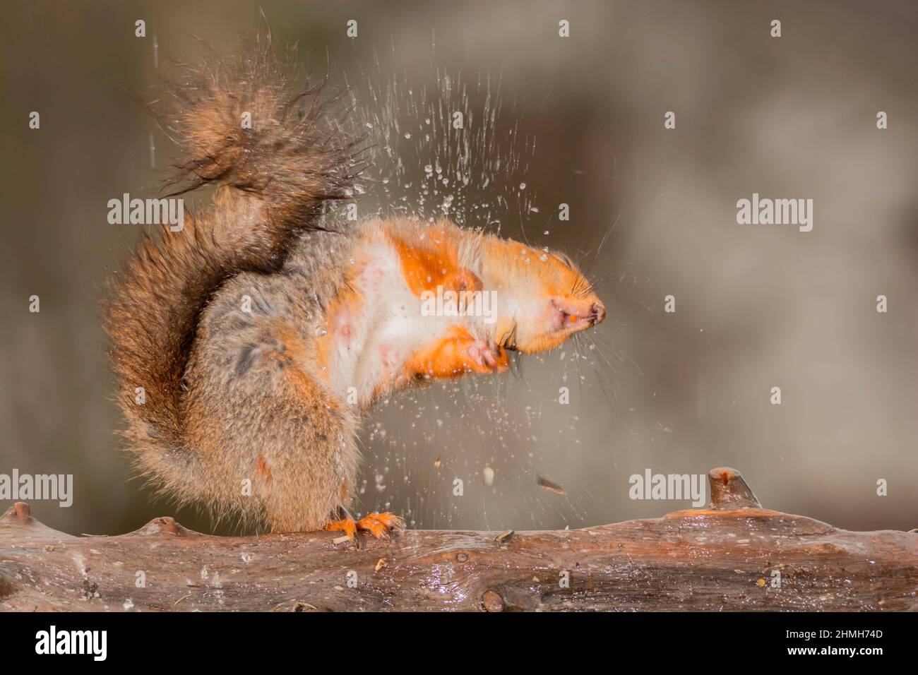 Rotes Eichhörnchen steht auf einem Baumstamm und schüttelt das Wasser aus Stockfoto