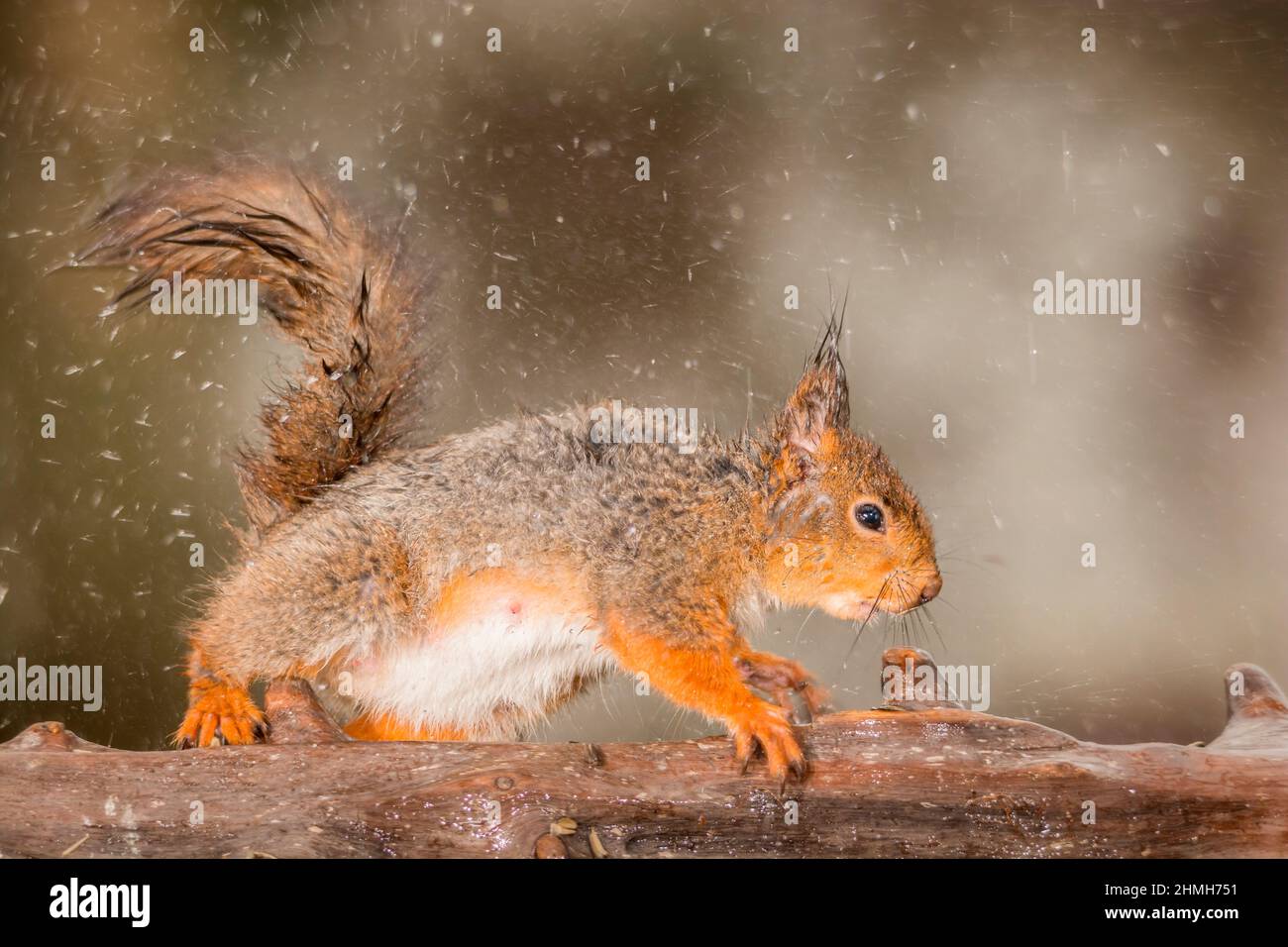 Weibliche Eichhörnchen stehend auf einem Baumstamm und Ausschütteln das Wasser Stockfoto