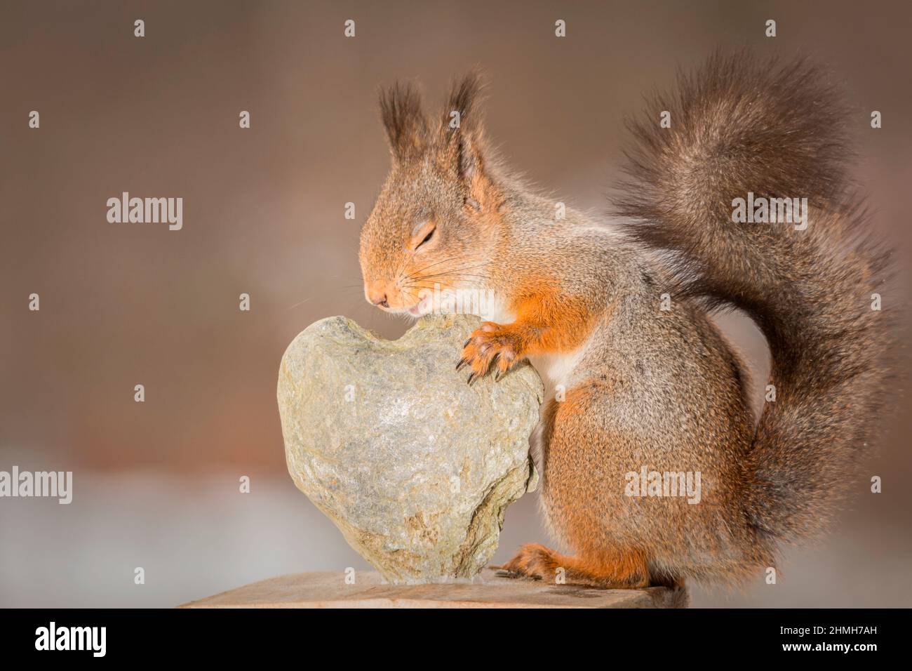 Rotes Eichhörnchen berührt ein Herz aus Stein Stockfoto