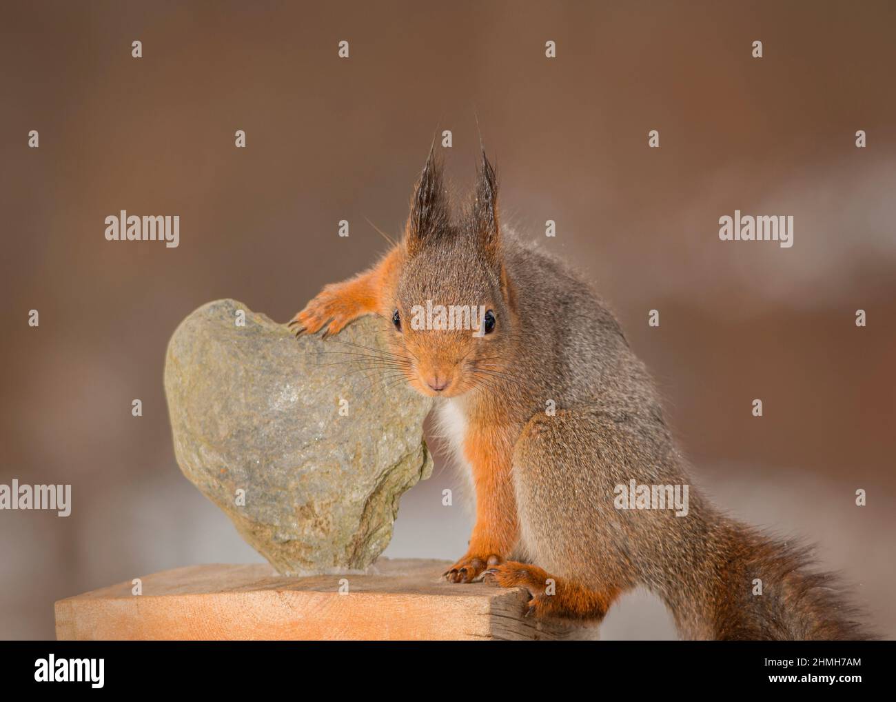 Rotes Eichhörnchen hält ein Herz aus Stein Stockfoto