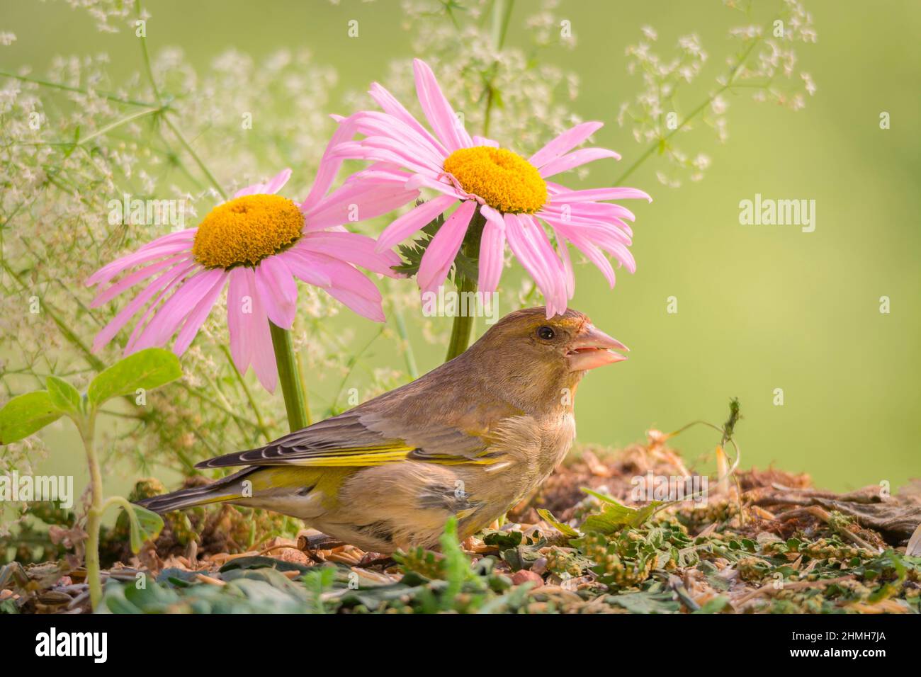 der grünfink steht im Schatten der Blumen Stockfoto