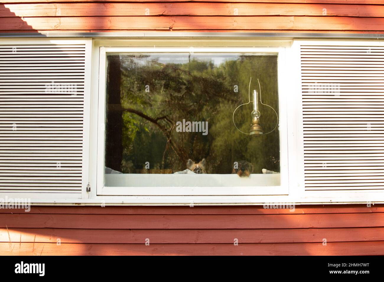 Zwei Hunde, die aus dem Fenster eines Sommerhauses blicken, langhaarige chihuahua und drahthaariger Dackel Stockfoto