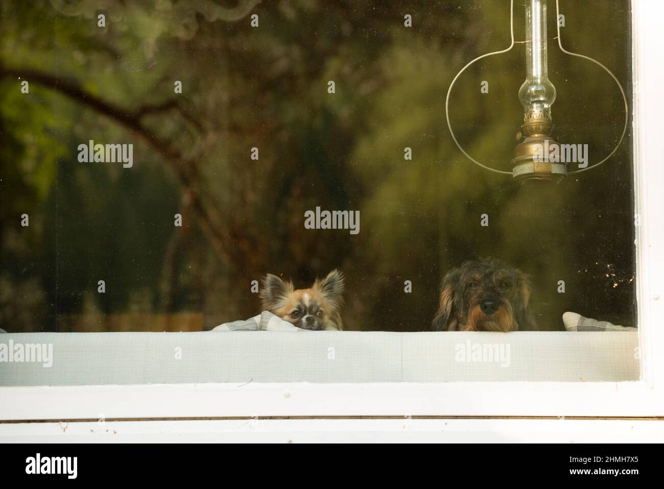 Zwei Hunde, die aus dem Fenster eines Sommerhauses blicken, langhaarige chihuahua und drahthaariger Dackel Stockfoto