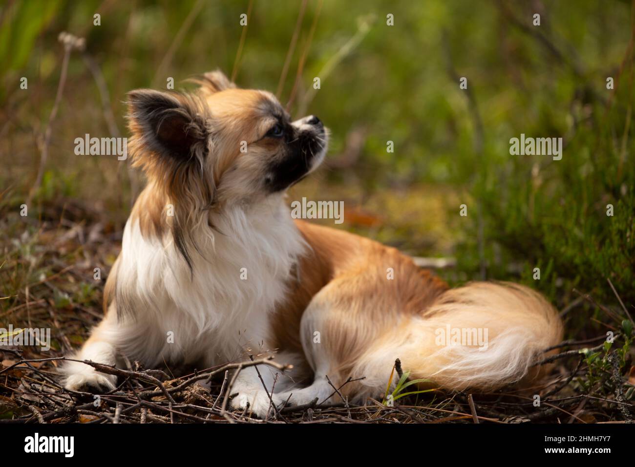 Langhaarige Chihuahua schnüffelt die frische Luft, Sommerszene, Finnland Stockfoto