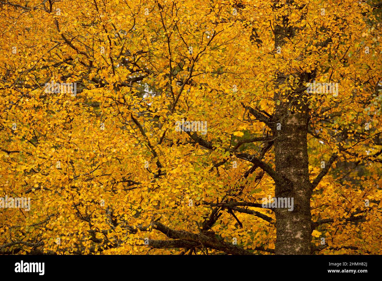 Birke in Herbstfarbe, Oktober, Finnland Stockfoto