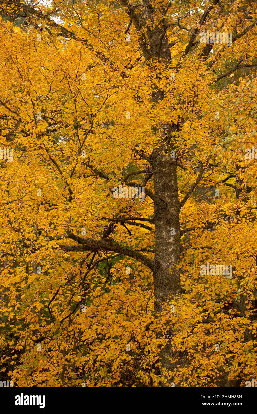 Birke in Herbstfarbe, Oktober, Finnland Stockfoto