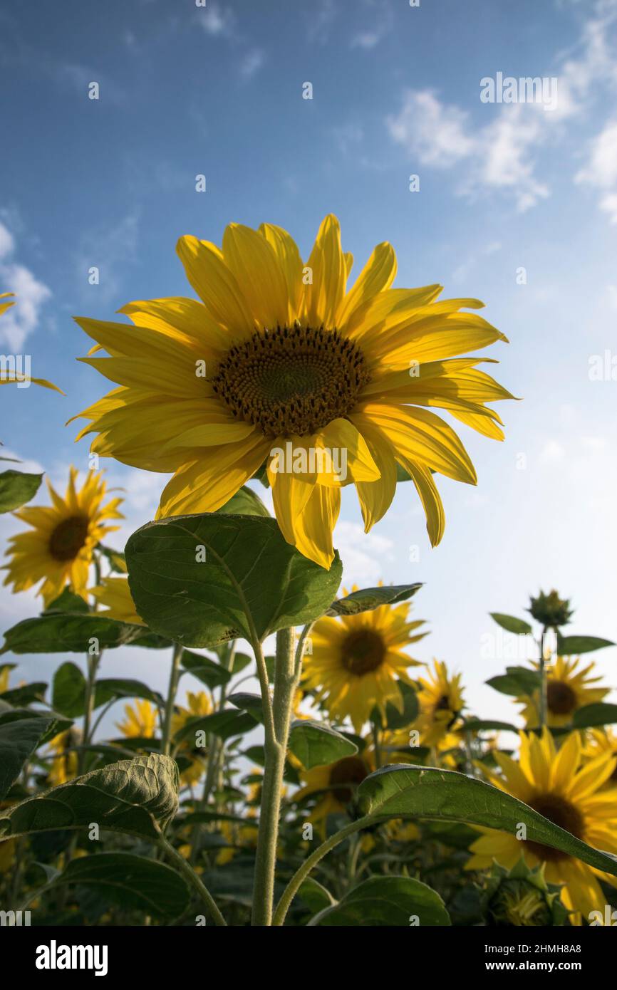 Eine große Sonnenblume blüht im strahlenden Sonnenschein auf einem Sonnenblumenfeld in Felm, Deutschland. Stockfoto