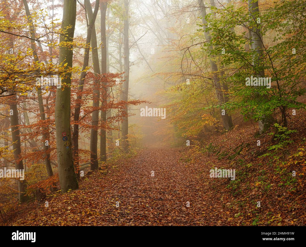 Europa, Deutschland, Hessen, Waldecker Land, Nationalpark Kellerwald-Edersee, Bad Wildungen, Buchenwald am Kahlen Hardt, Herbstnebel Stockfoto