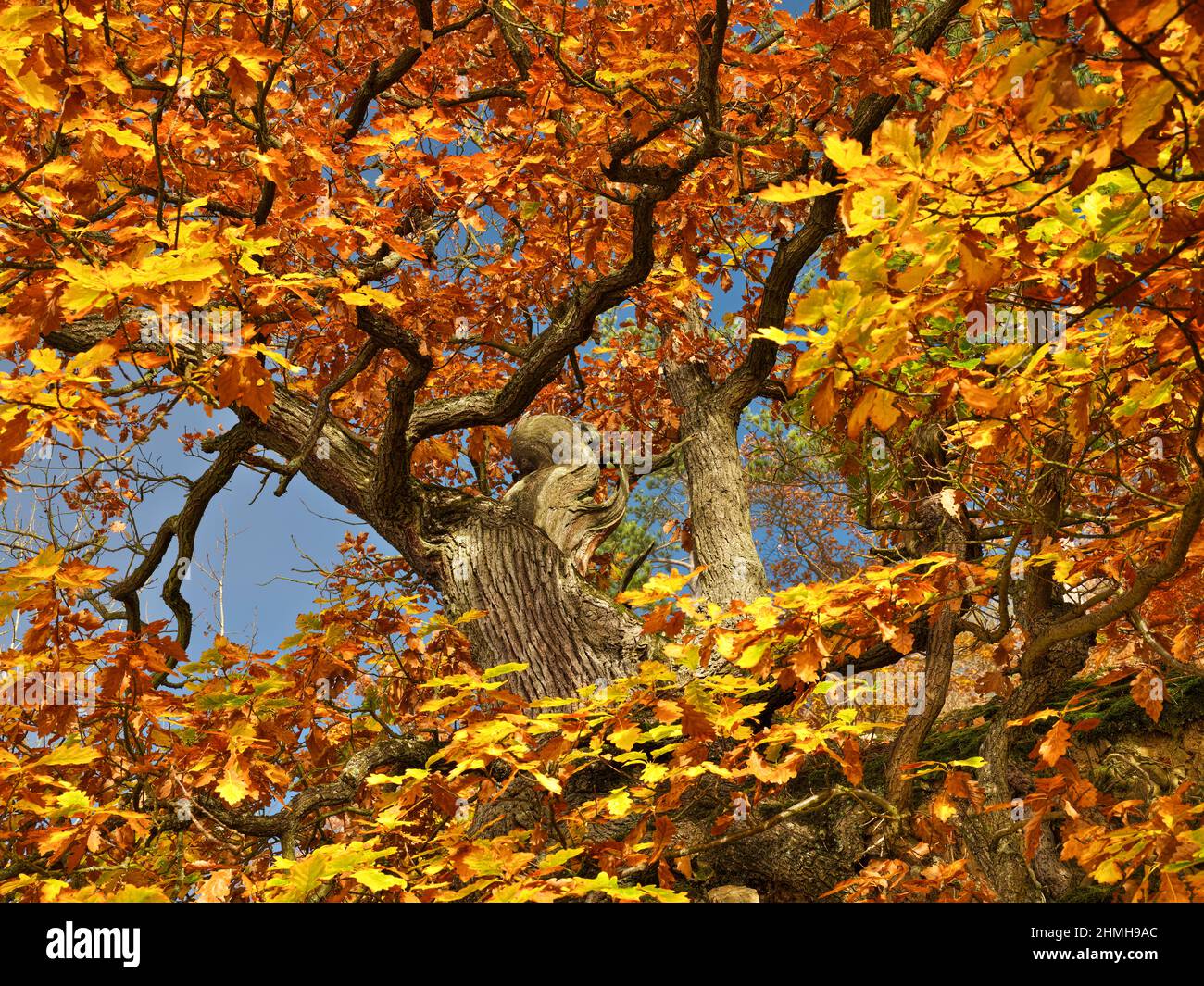 Europa, Deutschland, Hessen, Waldecker Land, Nationalpark Kellerwald-Edersee, Bad Wildungen, uralter trockener Eichenwald am Kahlen Hardt Urwaldsteig, Herbstfarben, Morgennebel Stockfoto