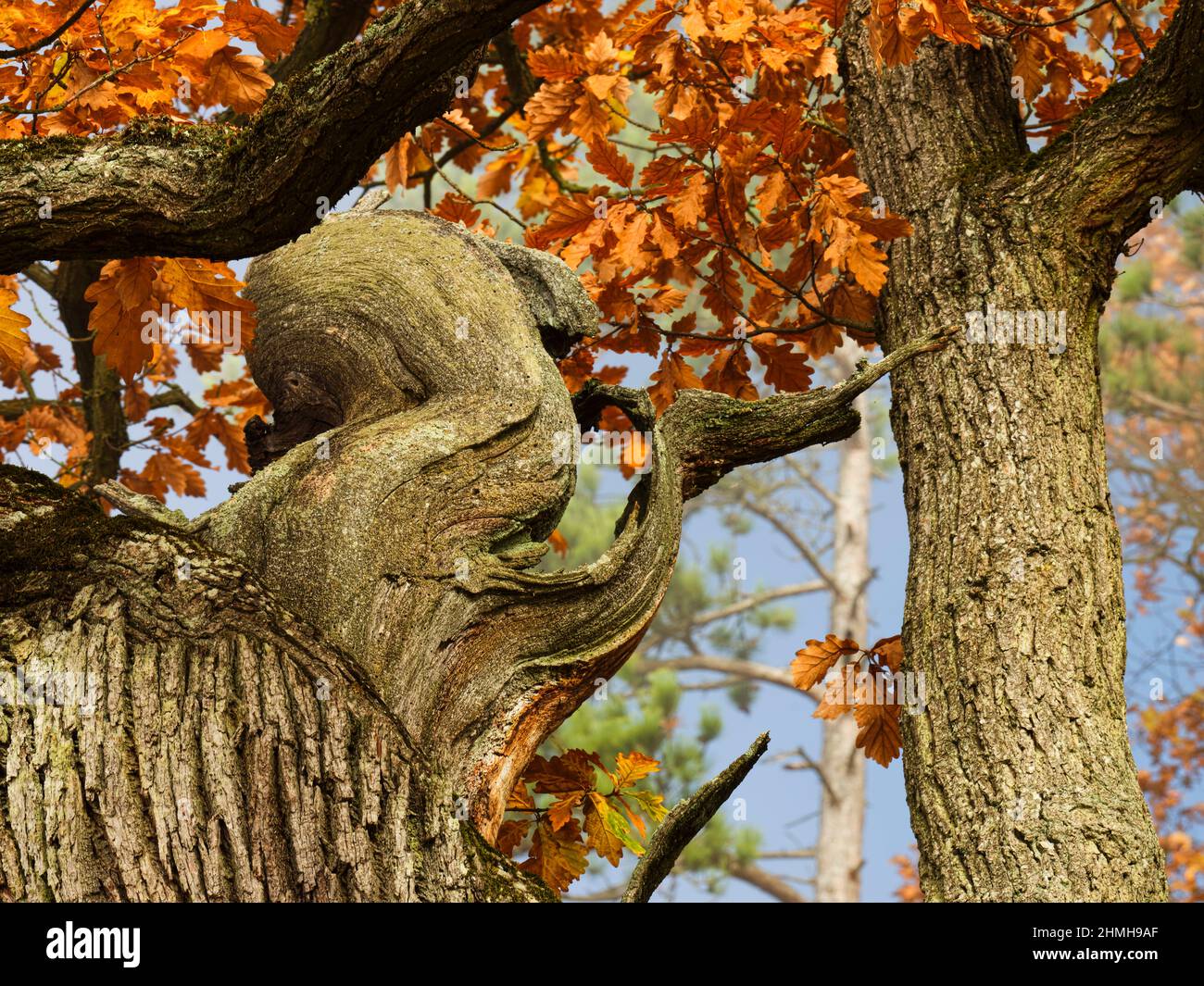 Europa, Deutschland, Hessen, Waldecker Land, Nationalpark Kellerwald-Edersee, Bad Wildungen, uralter trockener Eichenwald am Kahlen Hardt Urwaldsteig, Herbstfarben, Morgennebel Stockfoto