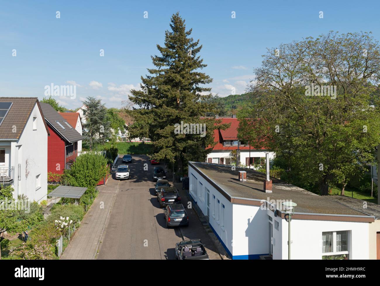 Serie von Bildern für einen Baumschlag. Stockfoto