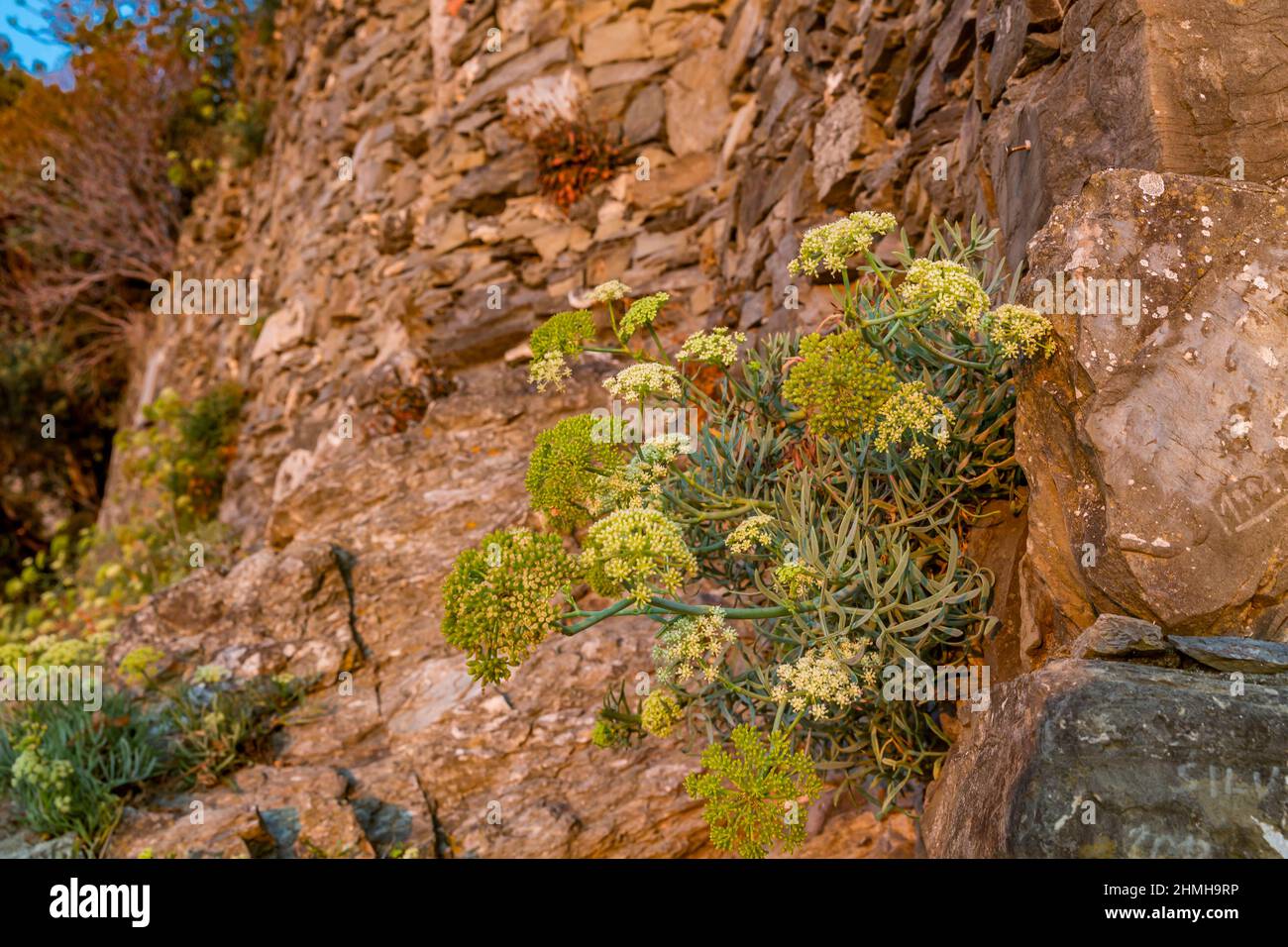 Seefennel, (Crithmum maritimum), Manarola, Cinque Terre, Ligurien, Italien, Europa Stockfoto