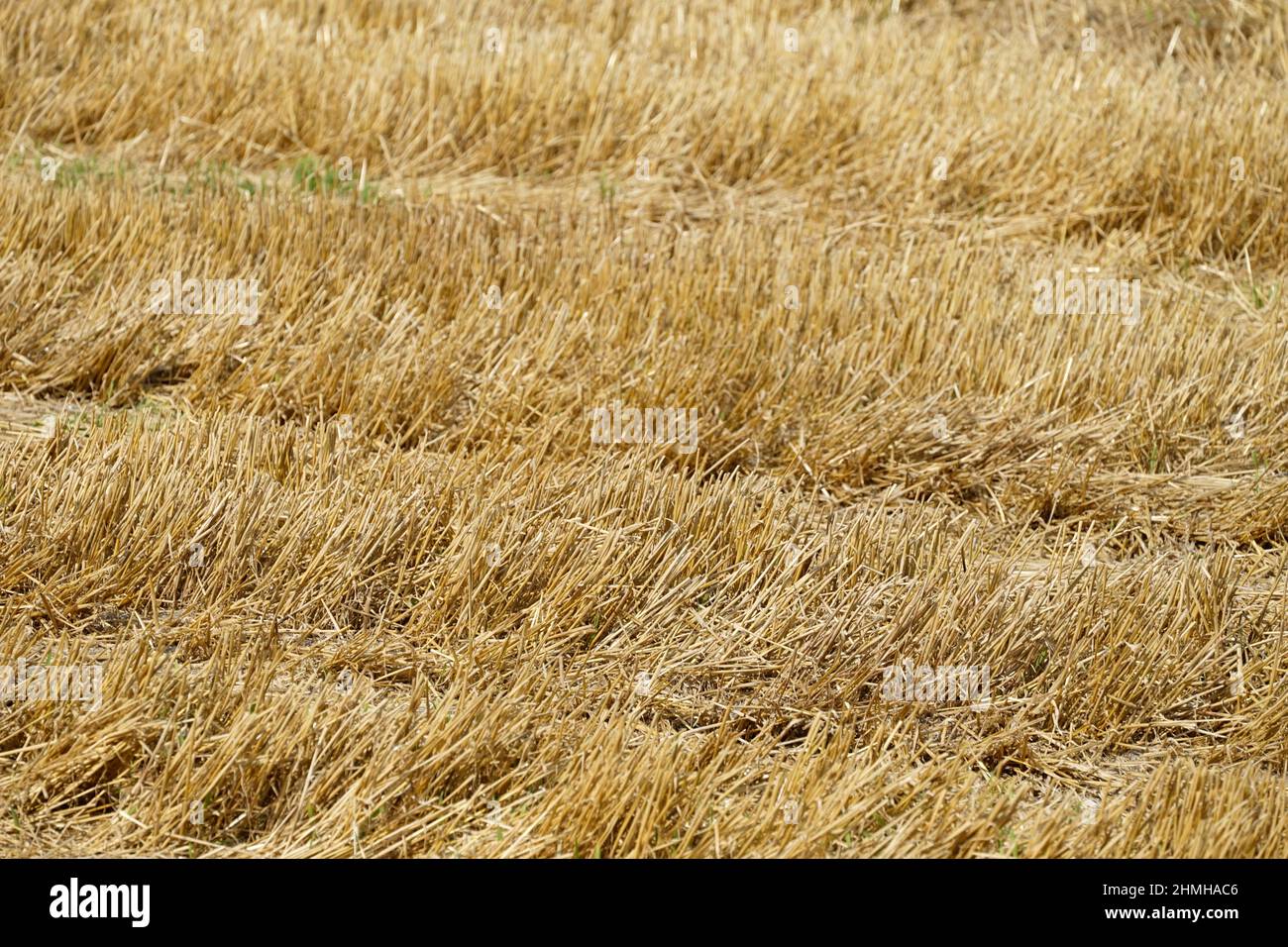 Deutschland, Bayern, Oberbayern, Landkreis Altötting, Landwirtschaft, Geerntetes Getreidefeld, Stoppelfeld, Detail Stockfoto