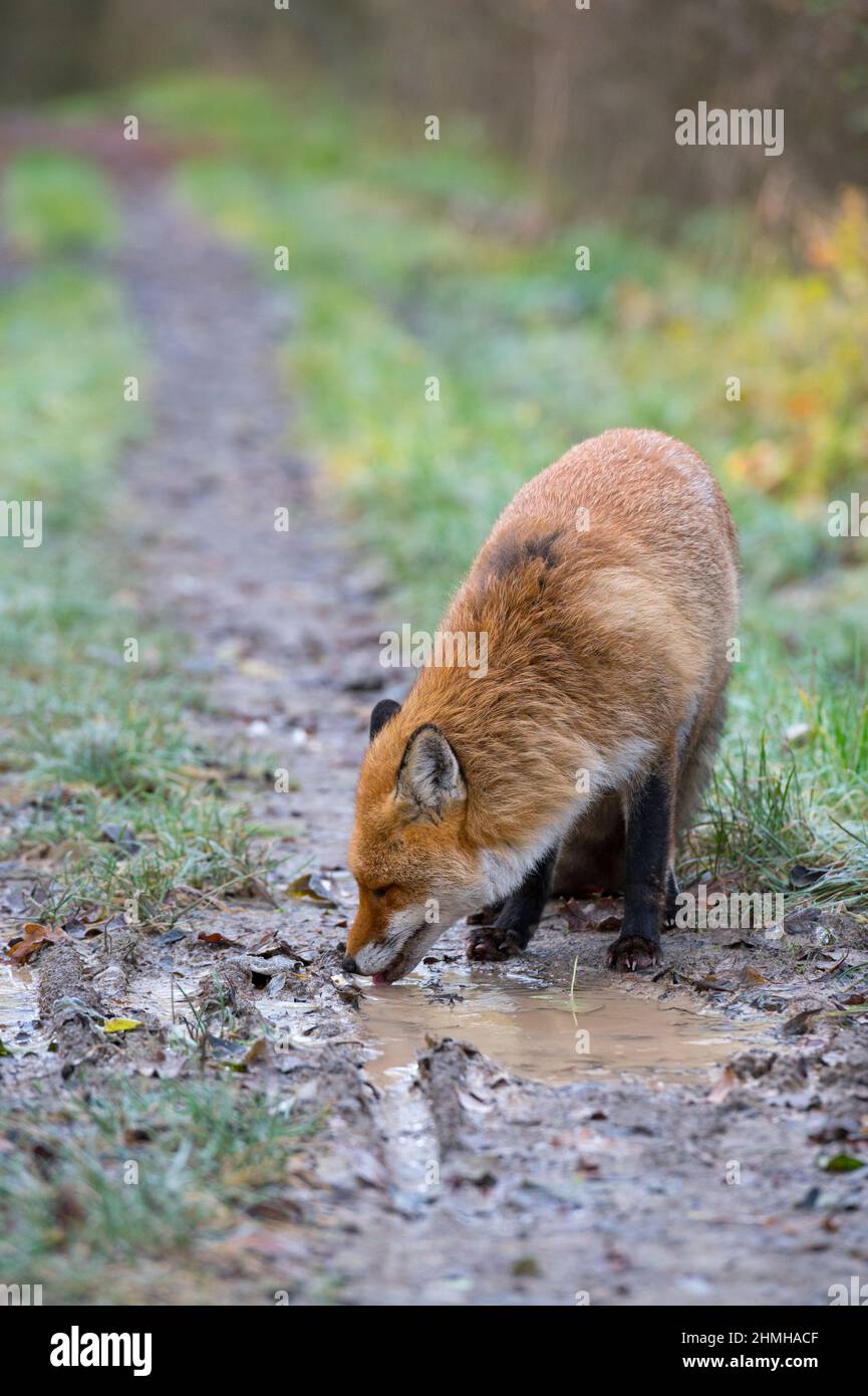 Rotfuchs trinkt aus einer Pfütze auf einem Waldweg, Vulpes vulpes, Winter, Hessen, Deutschland, Europa Stockfoto