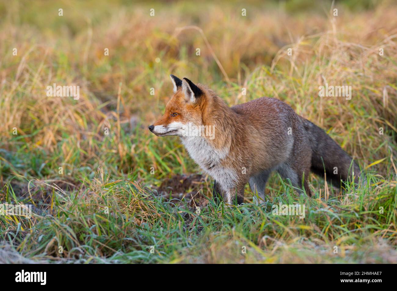 Rotfuchs auf einer Wiese, Vulpes vulpes, Winter, Hessen, Deutschland, Europa Stockfoto