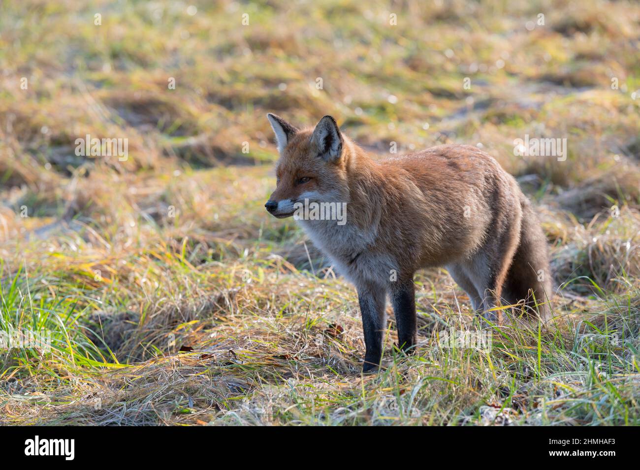 Rotfuchs auf einer Wiese, Vulpes vulpes, Winter, Hessen, Deutschland, Europa Stockfoto