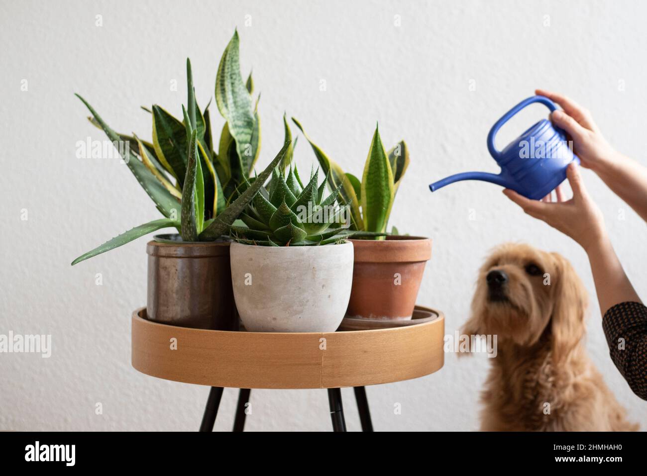 Eine Frau bewässert Hauspflanzen, ein Hund beobachtet (posierte Szene). Am 10th. Januar ist „Houseplant Appreciation Day“. Der Ehrentag ist eine Erfindung der US-Internet-Community „The Gardener's Network“. Es soll die Menschen nach den Weihnachtsferien und dem Trubel des neuen Jahres daran erinnern, dass sie sich wieder mehr um ihre Zimmerpflanzen kümmern sollten. Stockfoto