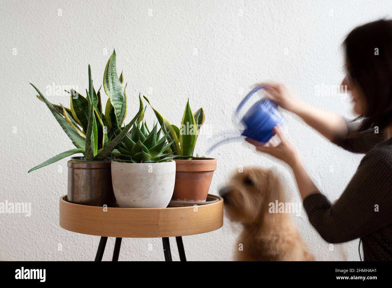 Eine Frau bewässert Hauspflanzen, ein Hund beobachtet (posierte Szene). Am 10th. Januar ist „Houseplant Appreciation Day“. Der Ehrentag ist eine Erfindung der US-Internet-Community „The Gardener's Network“. Es soll die Menschen nach den Weihnachtsferien und dem Trubel des neuen Jahres daran erinnern, dass sie sich wieder mehr um ihre Zimmerpflanzen kümmern sollten. Stockfoto