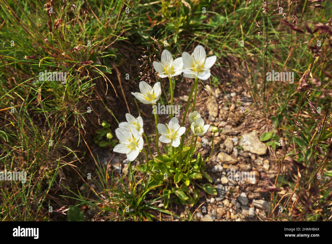 Sumpf Herzblatt, Parnassia palustris, Lage Felsschutt, Südtiroler Kalkalpen, Ultental Stockfoto