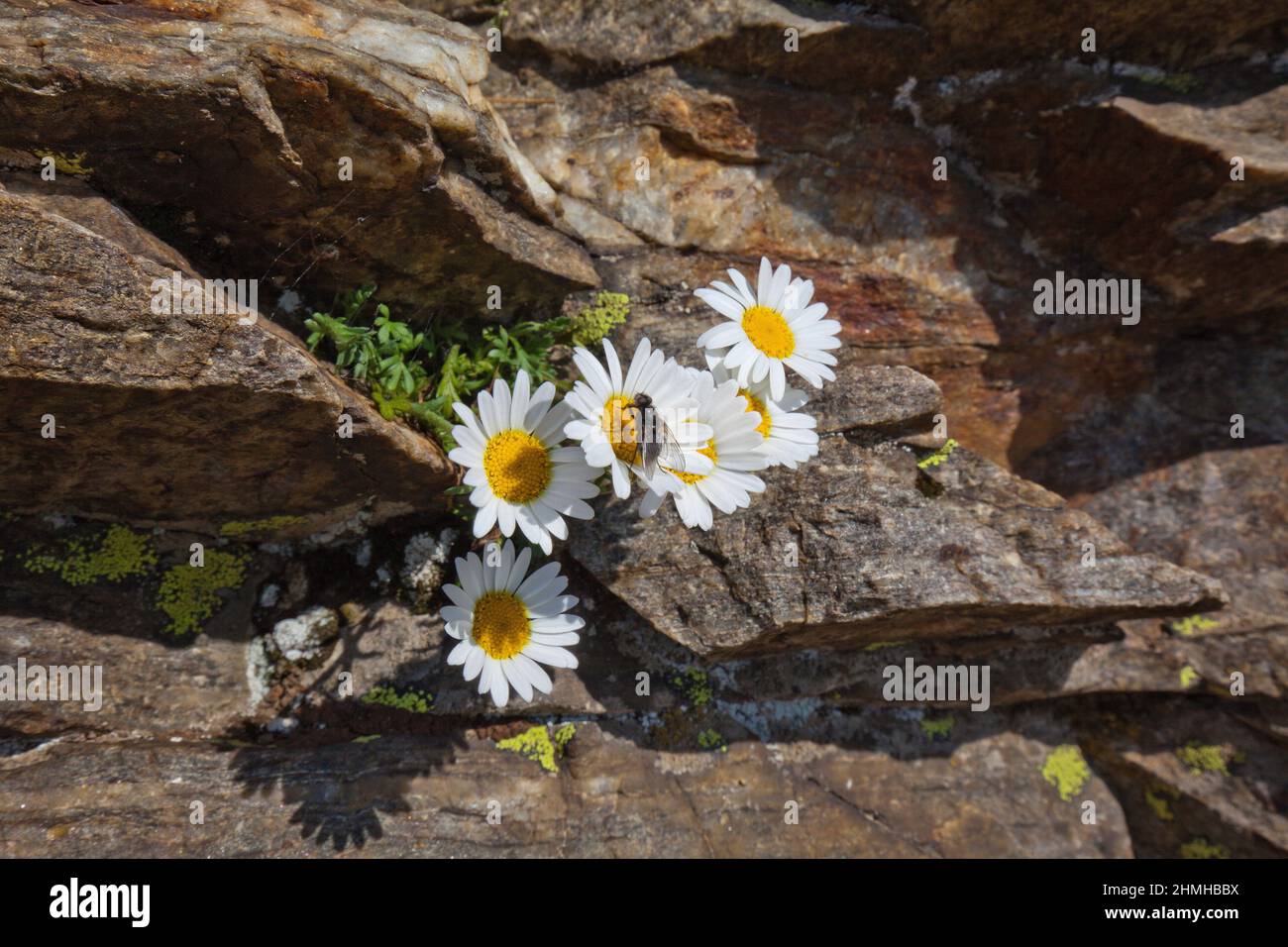 Alpine Chrysantheme, Chrysantheme alpinum, Standort kalkfreie Böden im Südtiroler Ultental Stockfoto