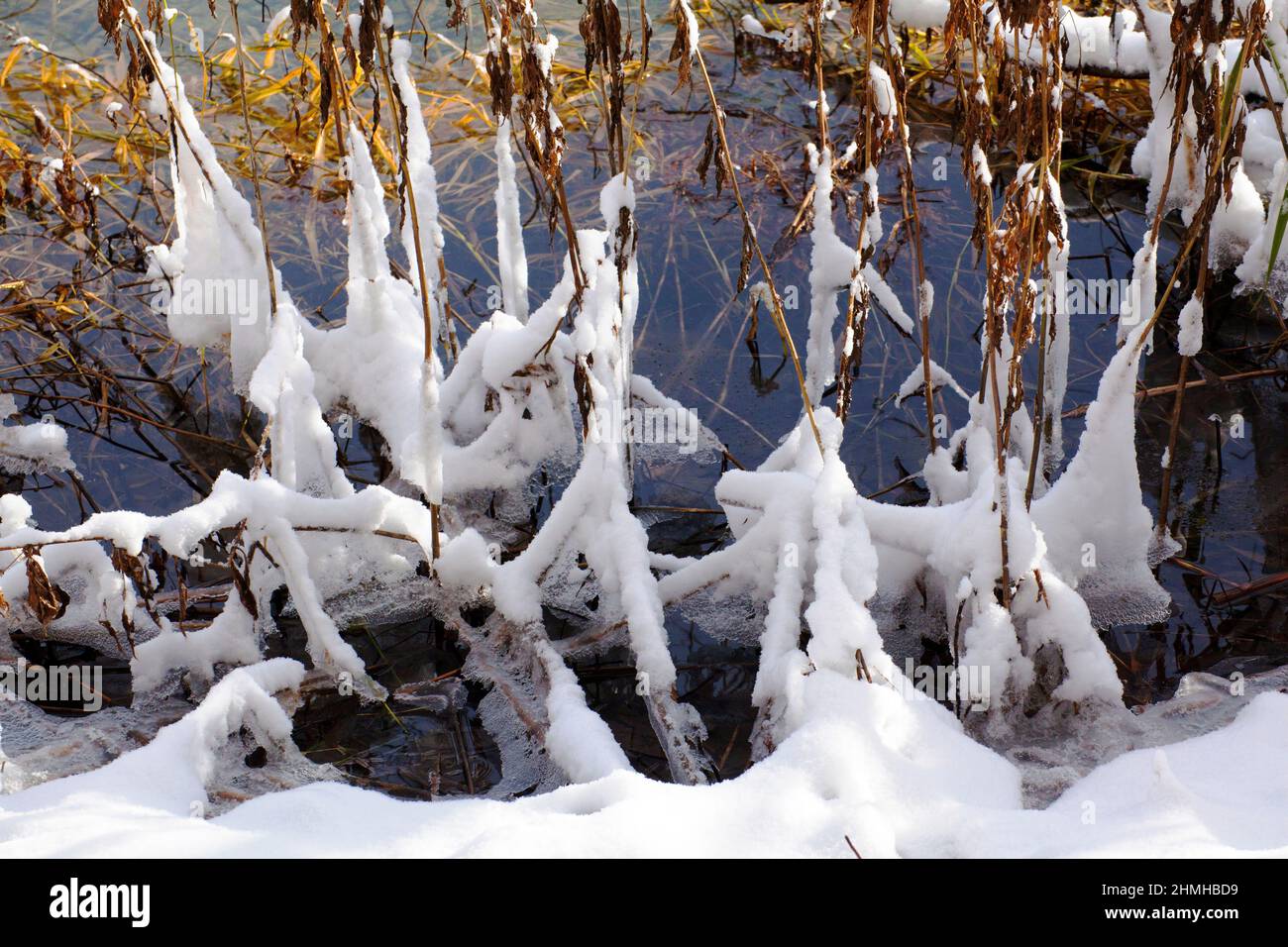 Bankpflanzen am Isar-Stausee bedeckt von Frost, verdichtet sich feuchte Luft Stockfoto