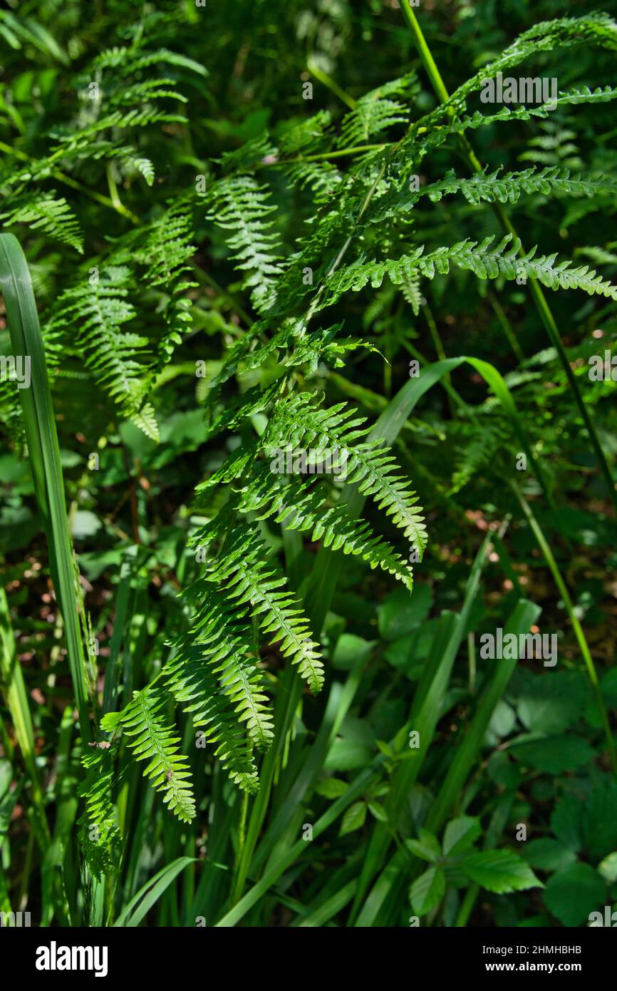Ein schönes Farnblatt, Cyathea lepifera, in frischem Grün Stockfoto