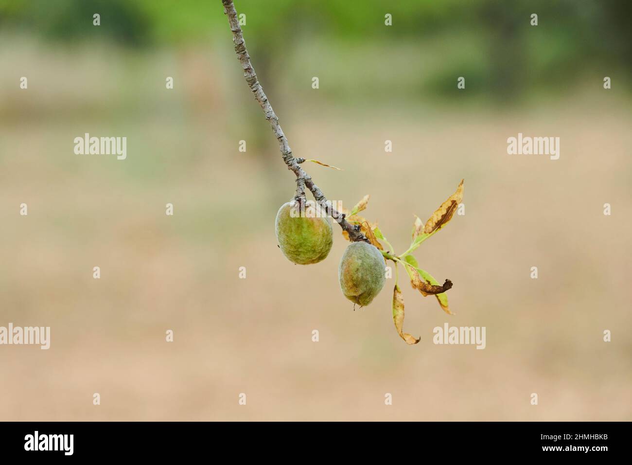 Mandelbaum (Prunus amygdalus, syn.Prunus dulcis), Nüsse, unreif, Katalonien, Spanien, Europa Stockfoto