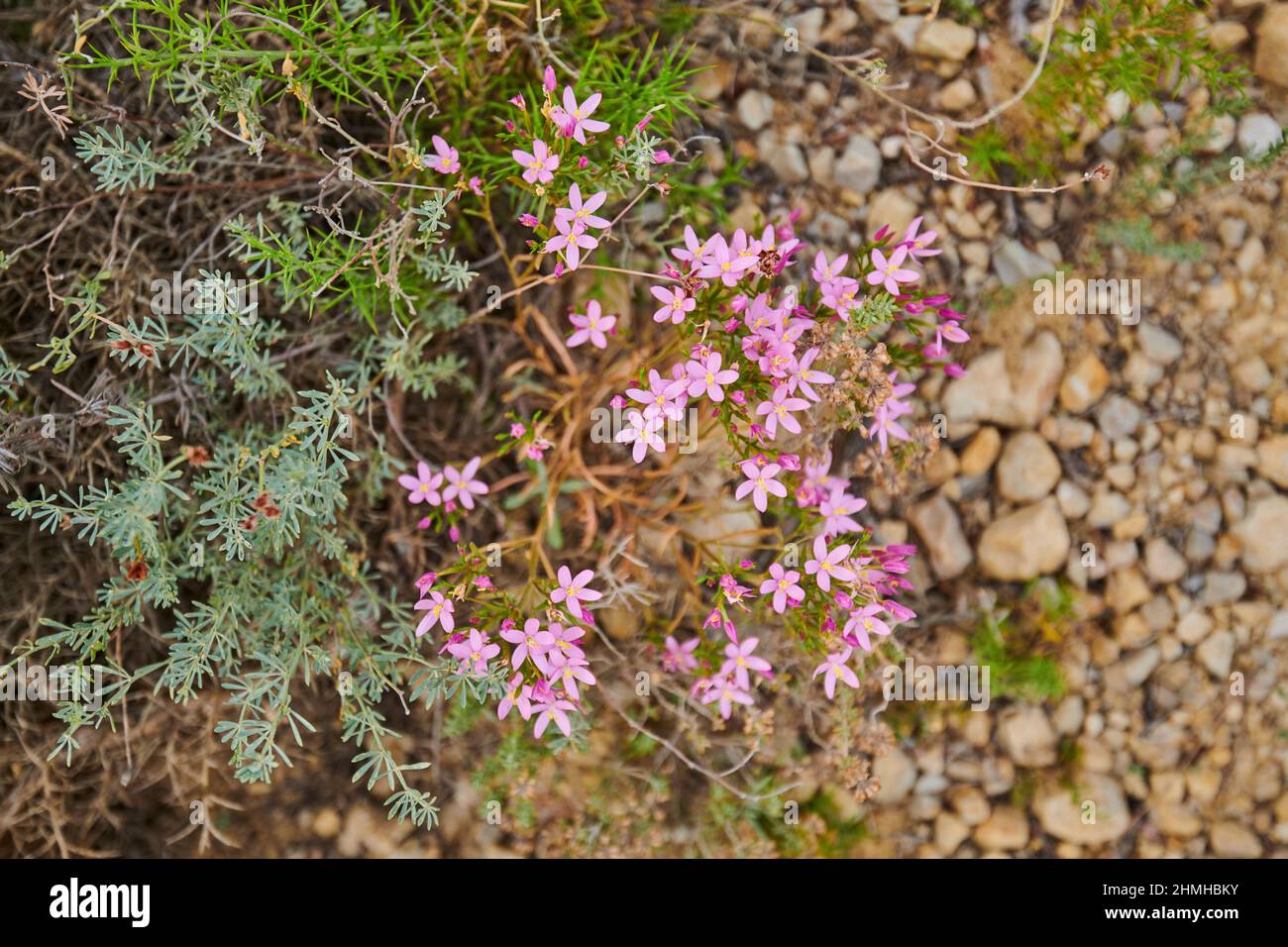 Centaurium erythraea, Centaurium minus, Centaurium umbellatum), blühend, wüstenartig, Katalonien, Spanien, Europa Stockfoto