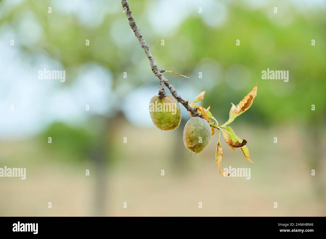 Mandelbaum (Prunus amygdalus, syn.Prunus dulcis), Nüsse, unreif, Katalonien, Spanien, Europa Stockfoto