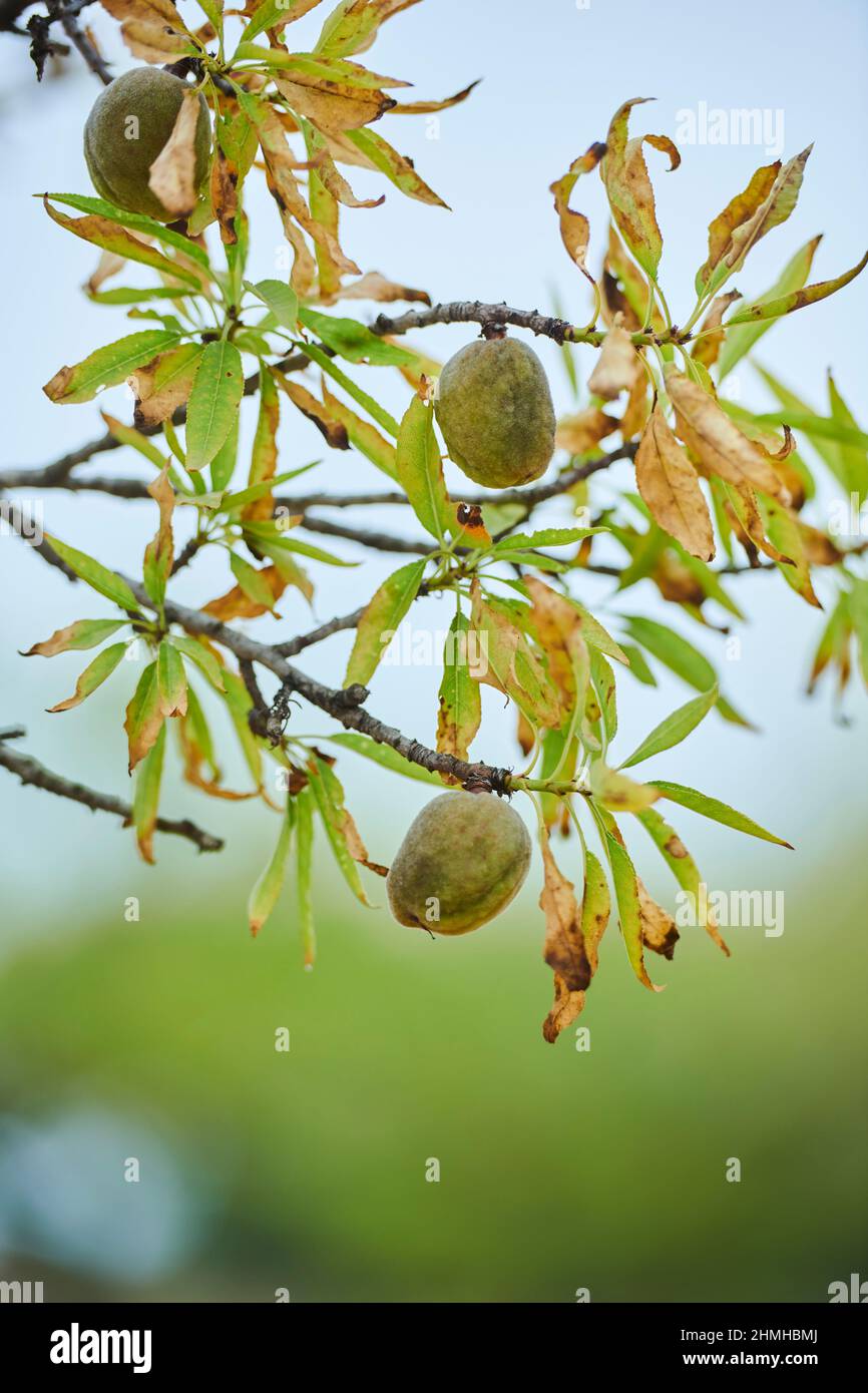 Mandelbaum (Prunus amygdalus, syn.Prunus dulcis), Nüsse, unreif, Katalonien, Spanien, Europa Stockfoto
