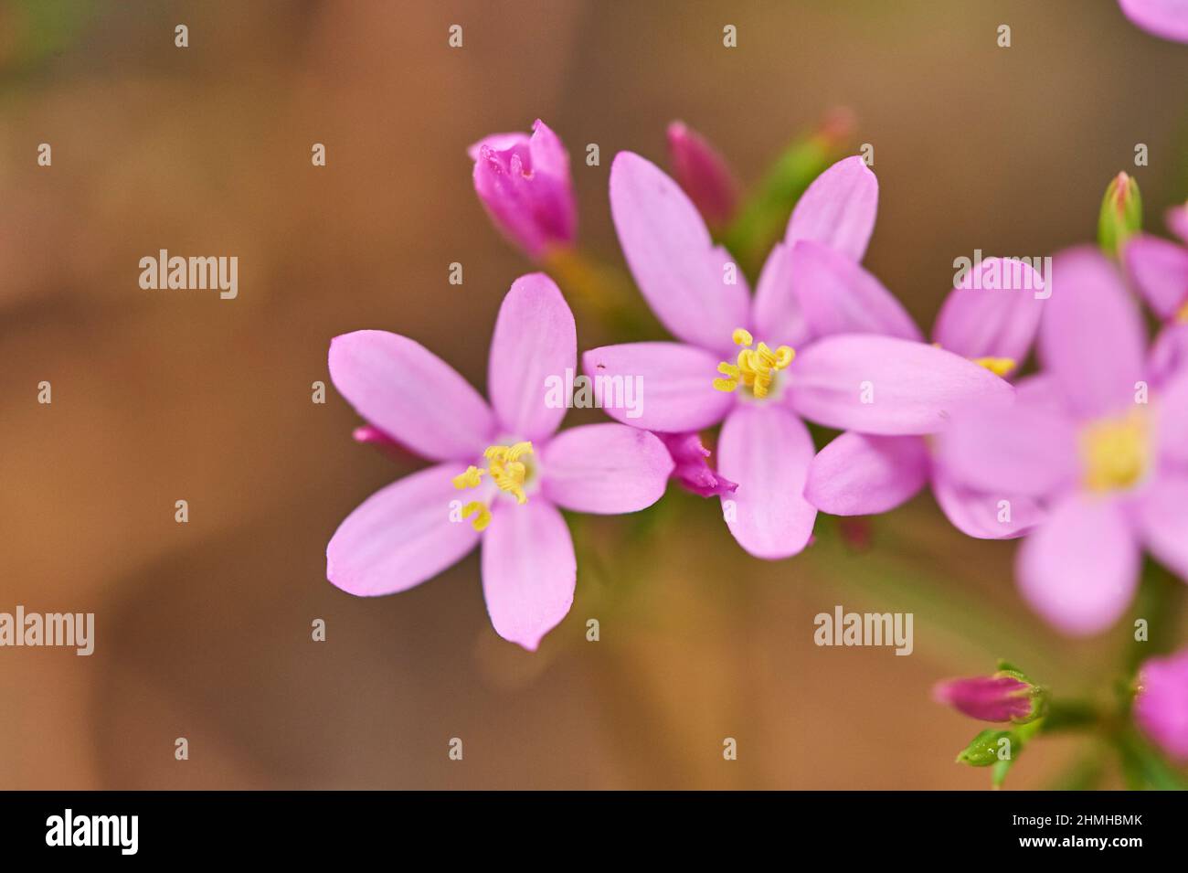 Centaurium erythraea, Centaurium minus, Centaurium umbellatum), blühend, wüstenartig, Katalonien, Spanien, Europa Stockfoto