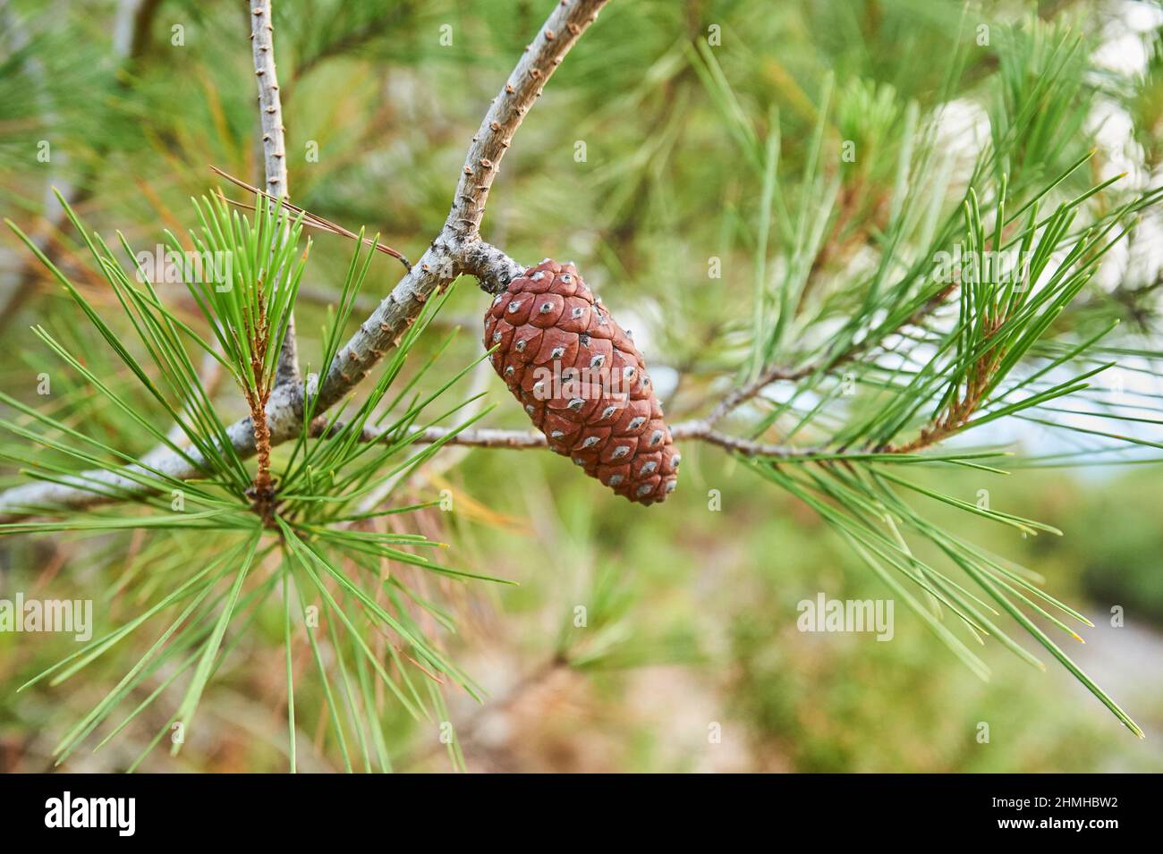 Schwarzkiefer, Schwarzkiefer oder Schwarzkiefer (Pinus nigra), Zapfen auf dem Baum, Katalonien, Spanien, Europa Stockfoto