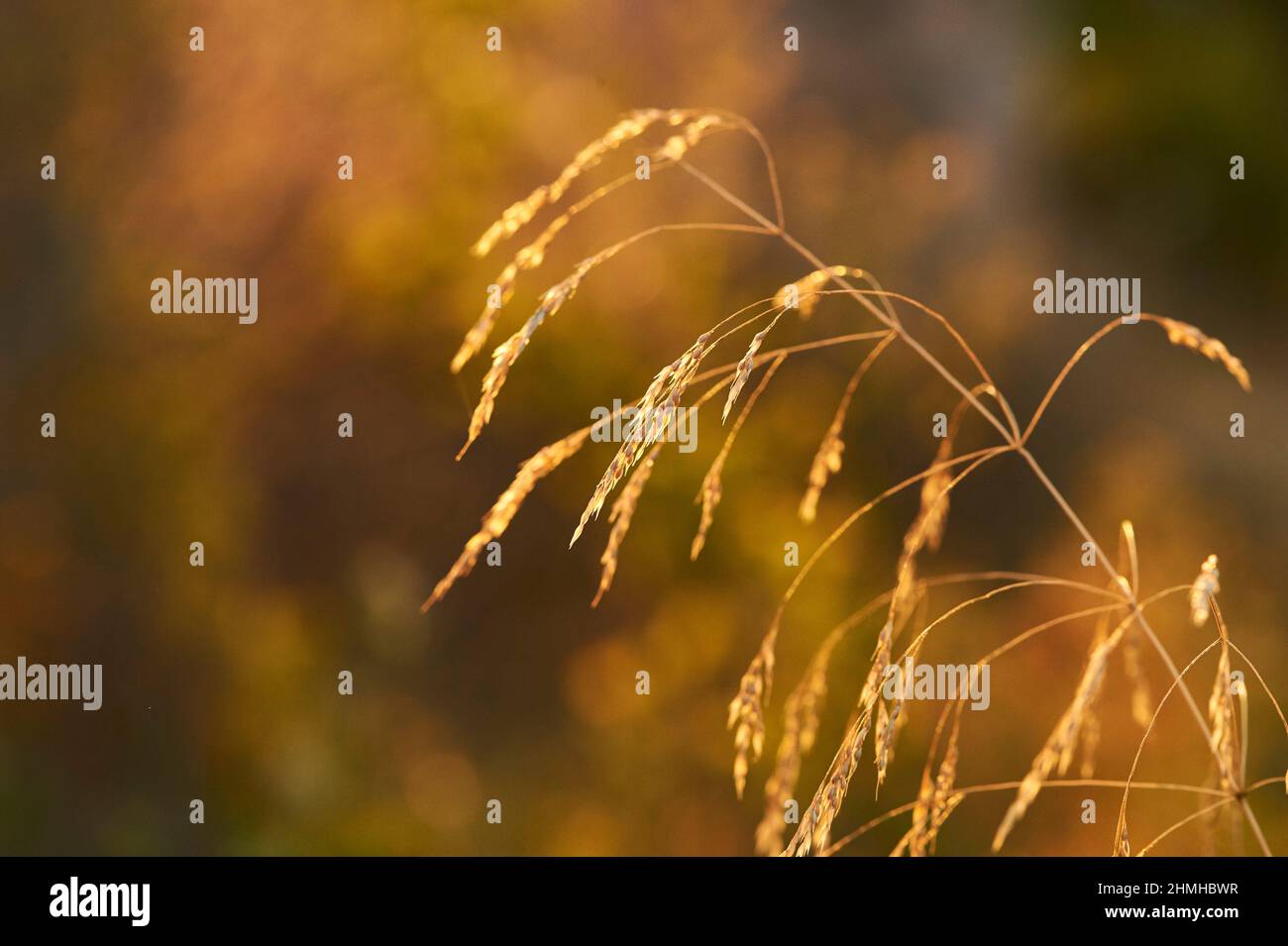Getuftetes Haargras (Deschampsia cespitosa) bei Sonnenuntergang im Hintergrund, Katalonien, Spanien Stockfoto