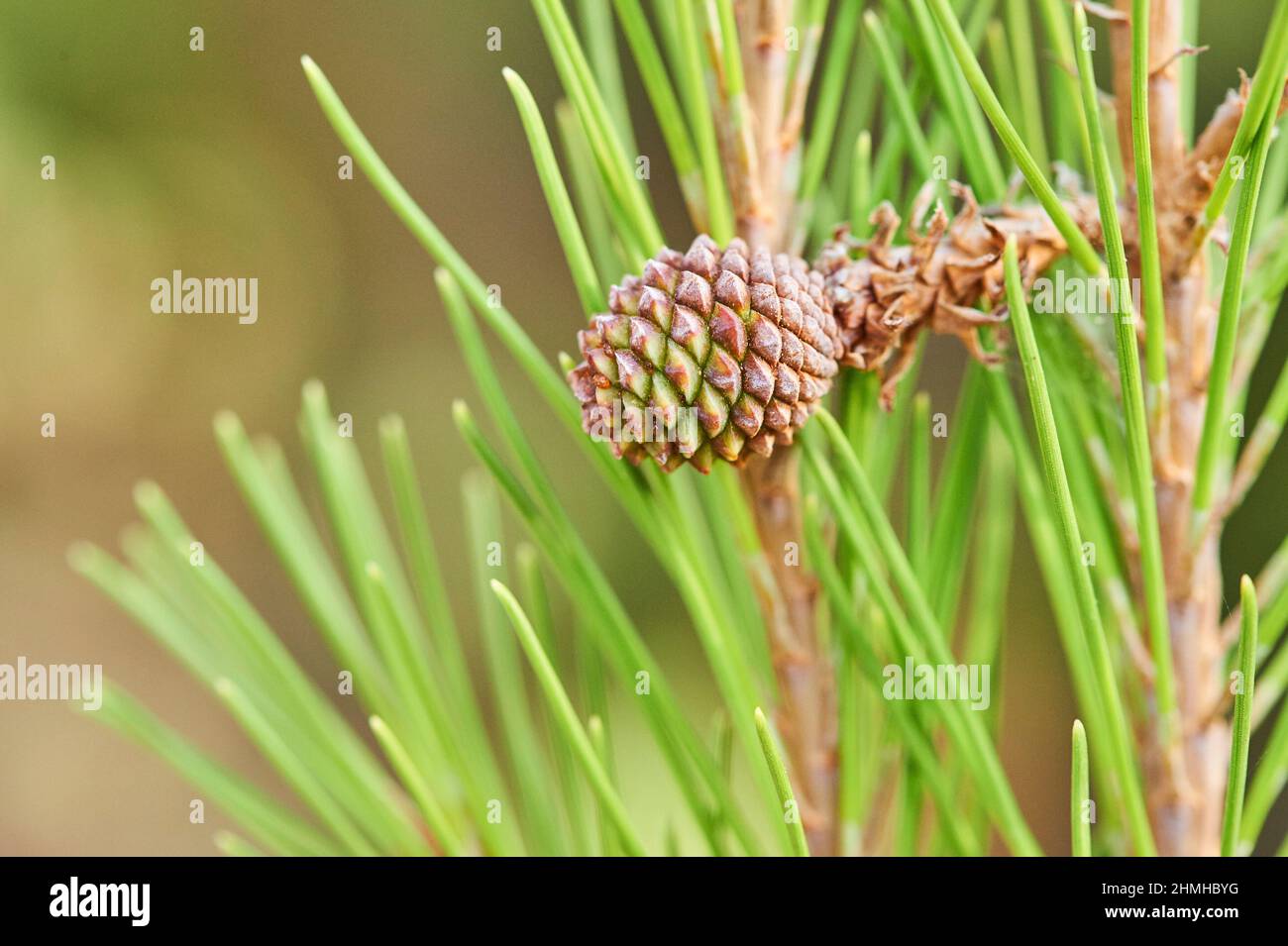 Schwarzkiefer oder Schwarzkiefer (Pinus nigra), Zapfen auf dem Baum, Katalonien, Spanien, Europa Stockfoto