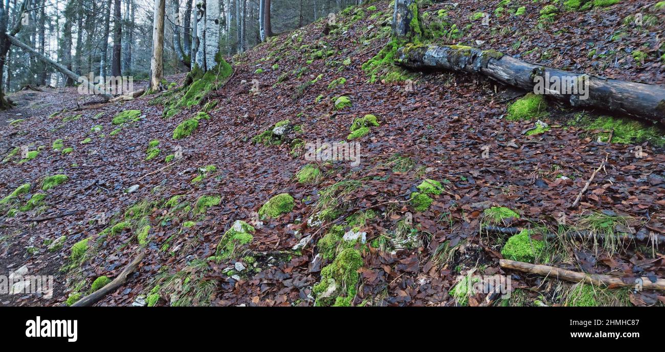 Kalksteine, die mit Moos bedeckt sind, unter nassen Herbstblättern im Bergwald Stockfoto