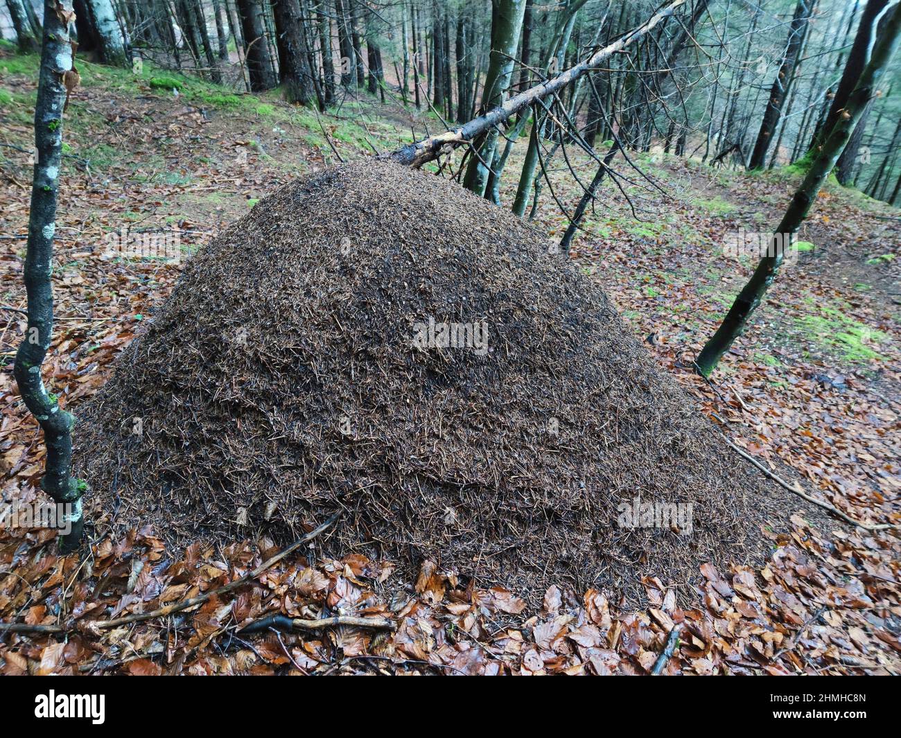 Sehr großer Ameisenhaufen im Bergwald Stockfoto