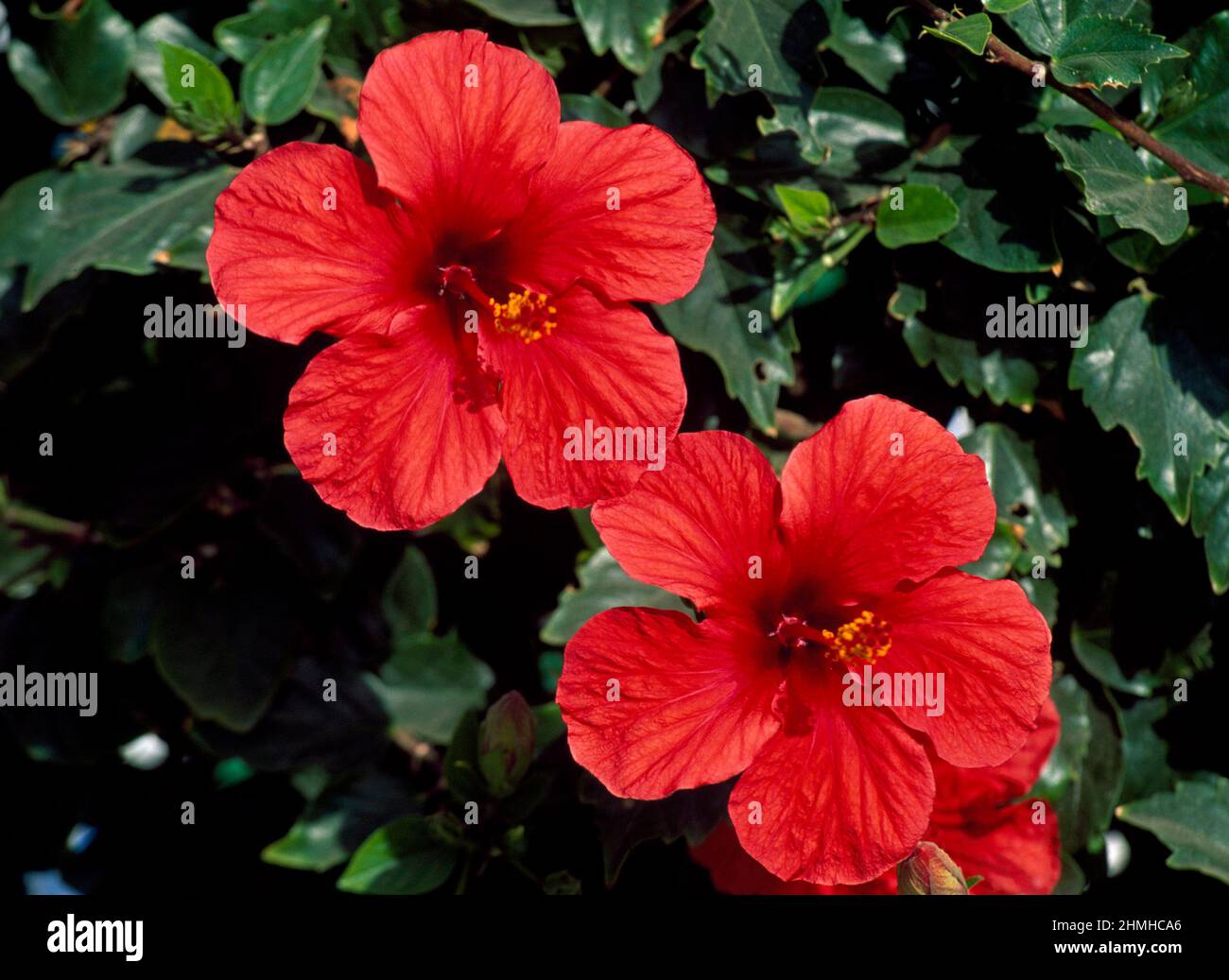 Blühender Hibiskus, Teneriffa, Kanarische Inseln, Spanien Stockfoto