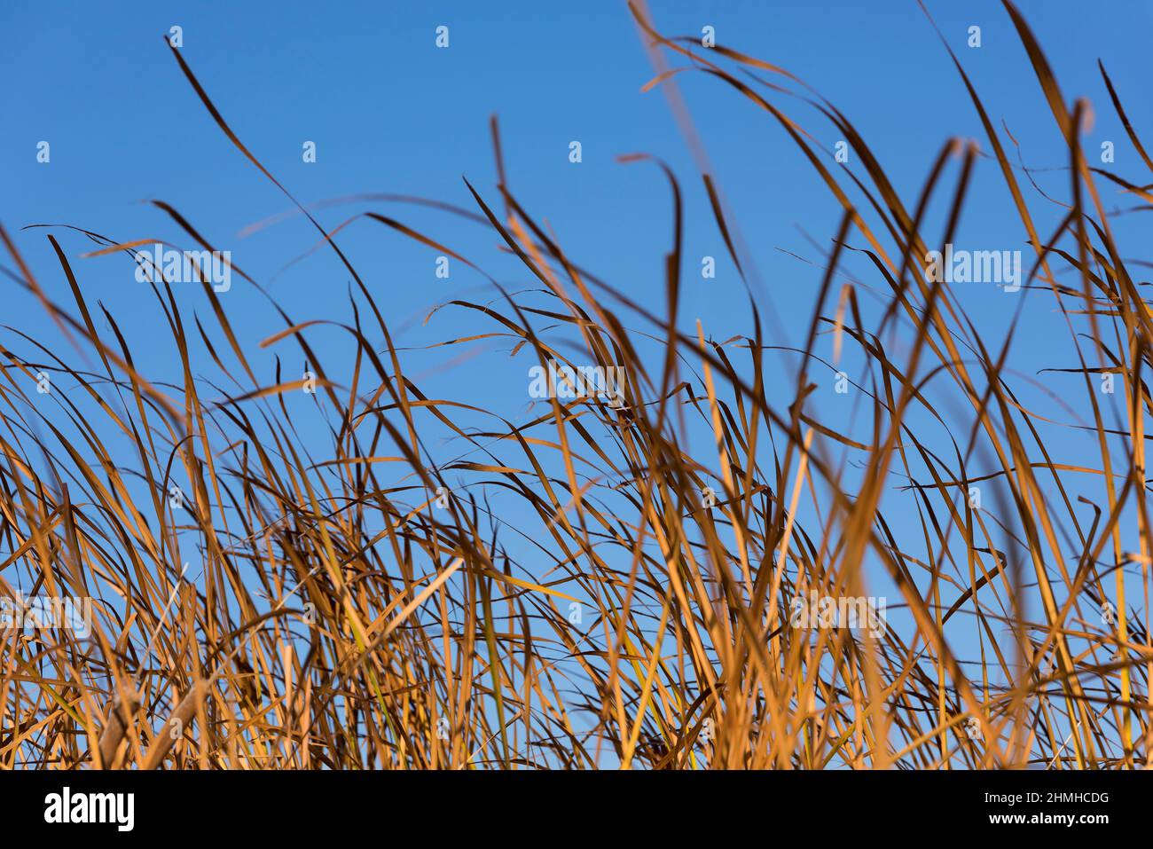 Gräser vor blauem Himmel, in den Salzwiesen von Guérande, Frankreich, Pays de la Loire, Département Loire-Atlantique Stockfoto