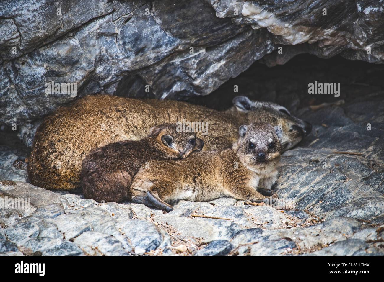 Felshyrax, Wüstenhyrax, Felsdachs, Procavia capensis, Mutter, Jungtiere, Hermanus, Westkap, Südafrika, Afrika Stockfoto