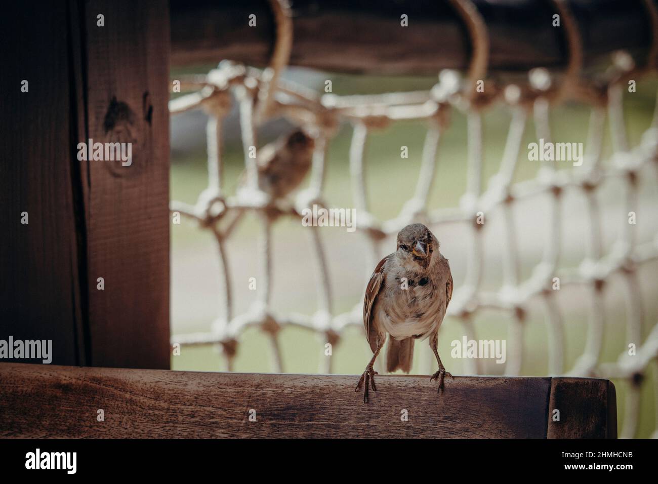 Haussparrow, Passer domesticus, Sperling, Haussperling, Leipzig, Deutschland, Europa Stockfoto