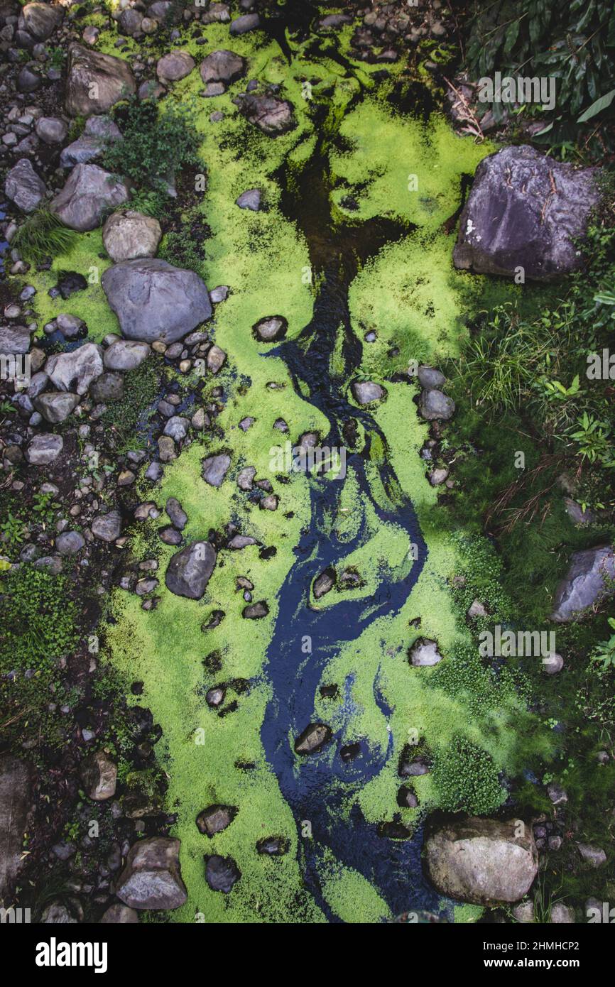 Brook, Jungle, Ilha de Sao Miguel, Azoren, Portugal Stockfoto