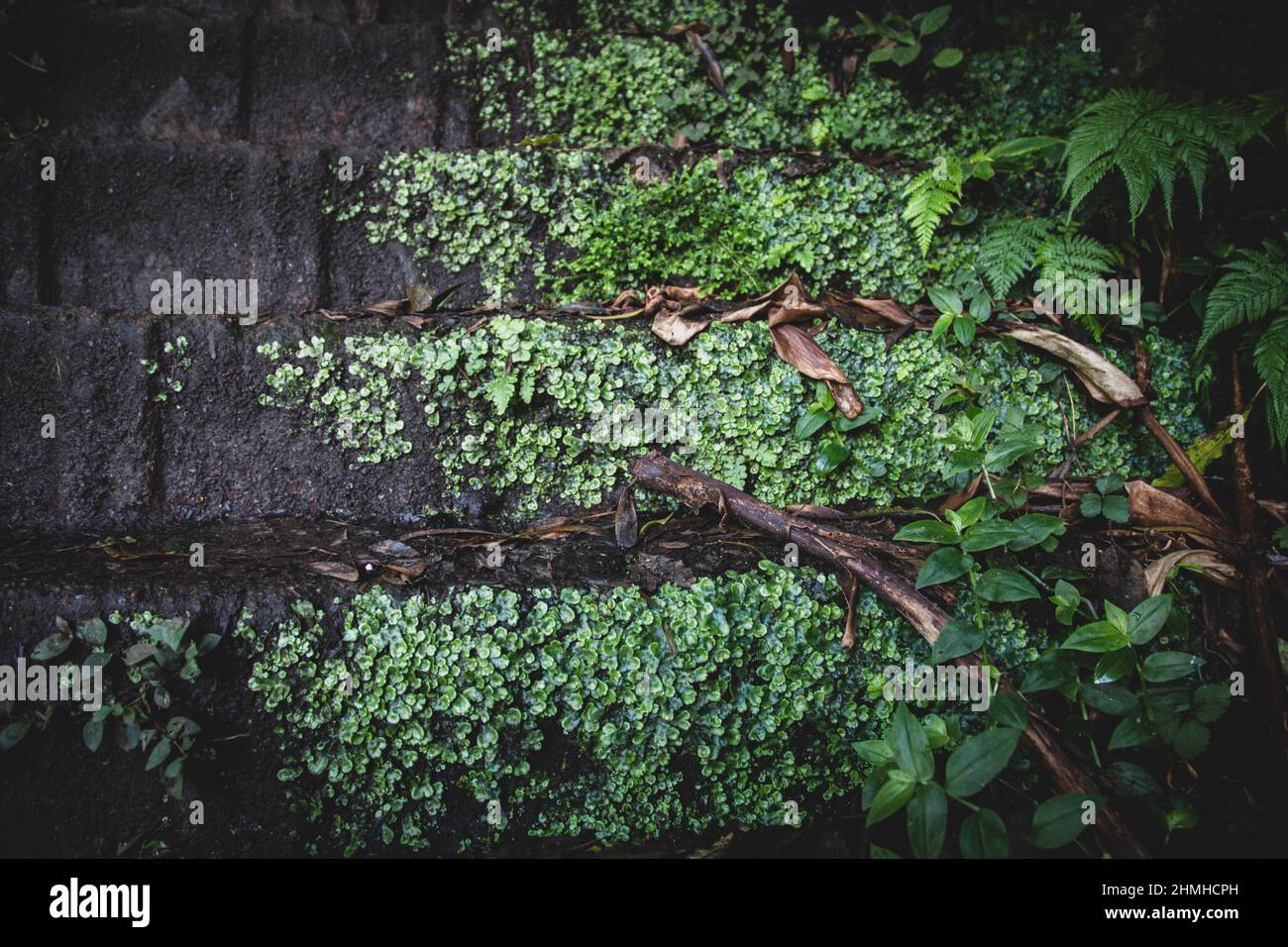 Treppen, Dschungel, Ilha de Sao Miguel, Azoren, Portugal Stockfoto