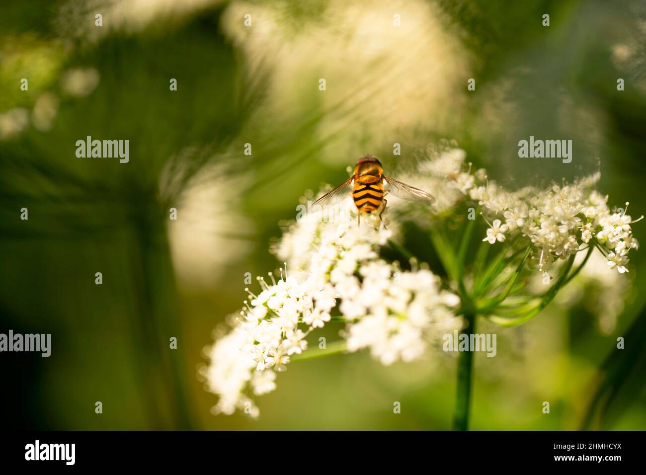 Numbellifer, weiße Blumen, Insekten, unscharfer natürlicher Hintergrund, Natur, Finnland Stockfoto